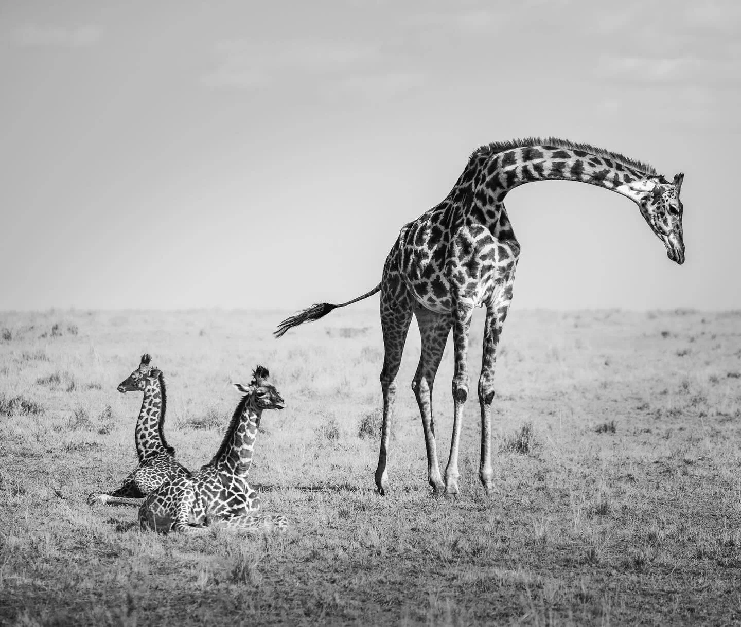 Johnwiseman.com.au  #giraffe #h#giraffelove #giraffe_kids_baby #giraffelovers #giraffecalves #giraffecalvesofinstagram #kenya#africa#africawildlifephotography #africanature #africawildlife#black&amp;whiteimage#johnwiseman#johnwisemanphotography #cano