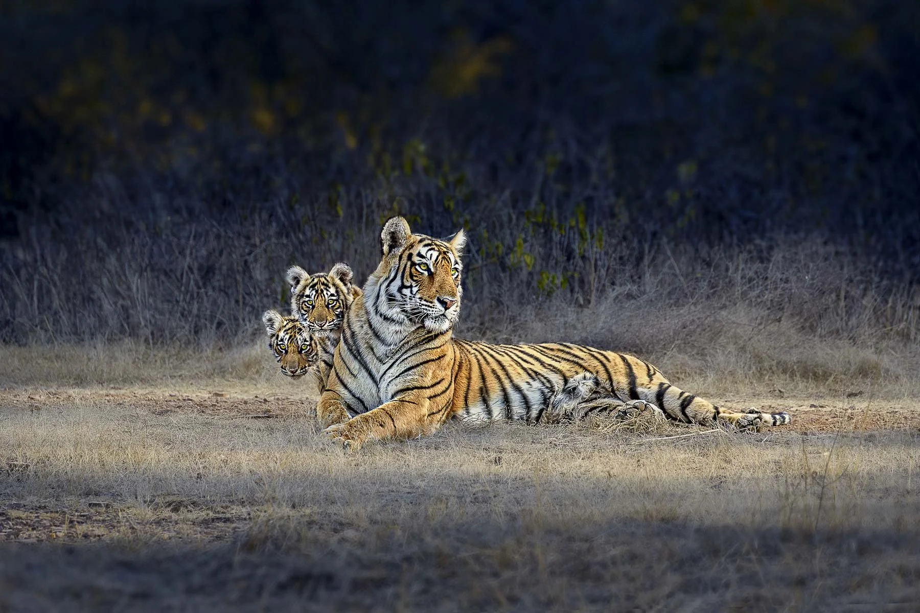 The tigress who came out alone