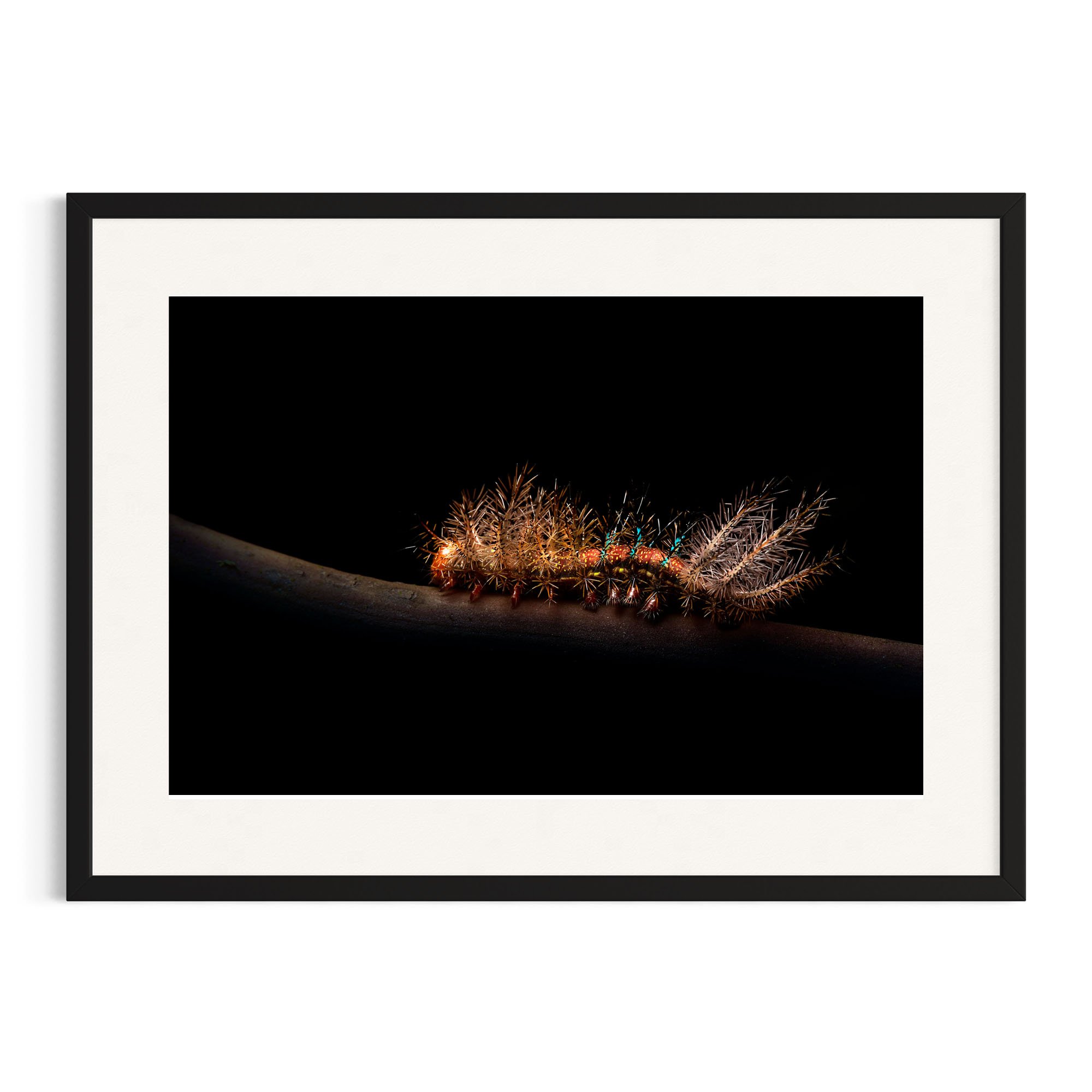 Caterpillar on dark background in a black frame.