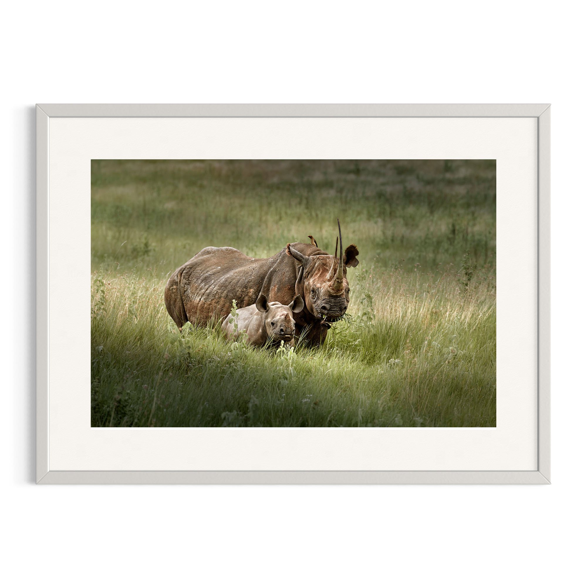 Black rhino and calf in grass in a white frame.
