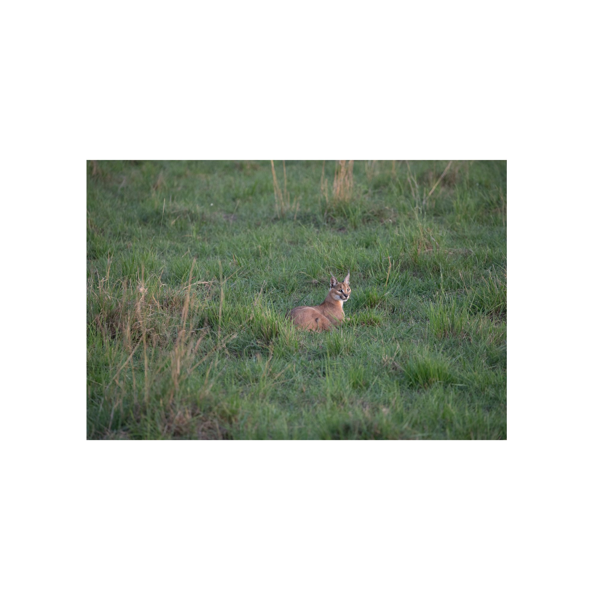 Caracal resting in grass.