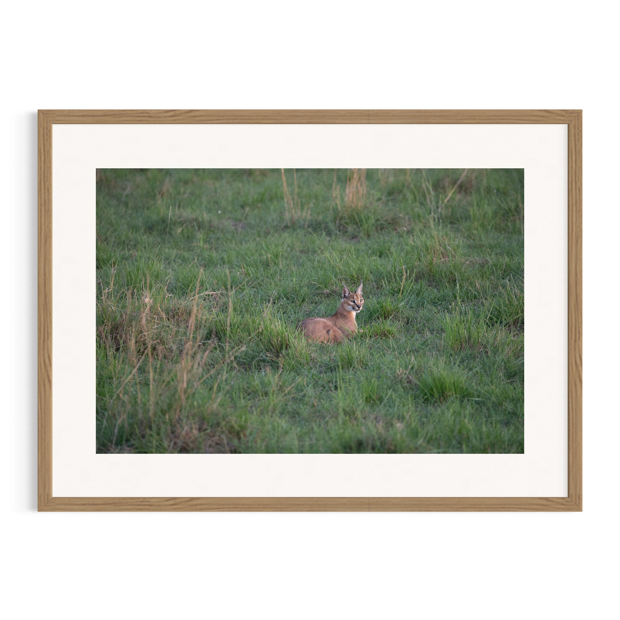 Caracal resting in grass in a Tasmanian oak frame.
