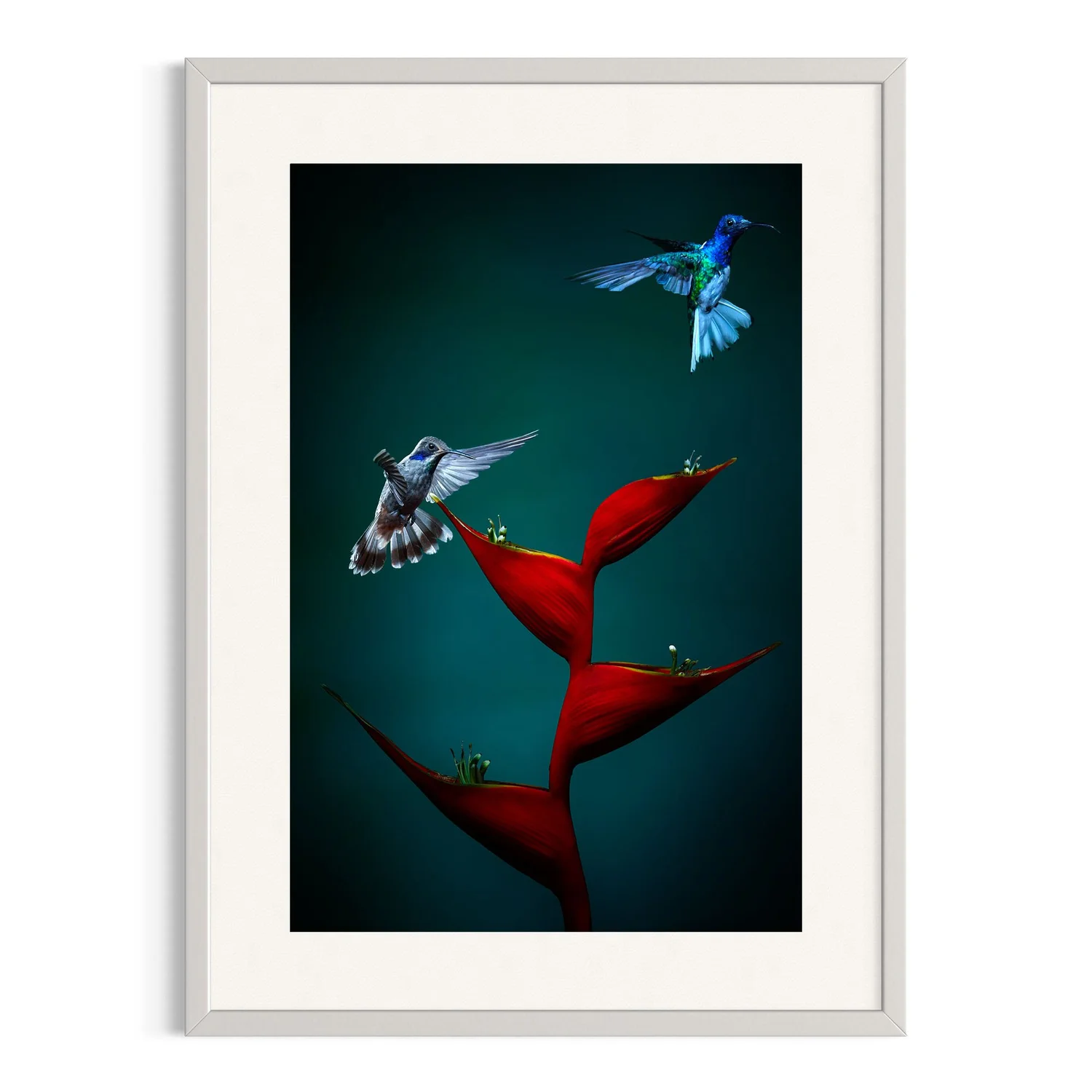 Beauty in Flight, two hummingbirds above a red heliconia in Ecuador, shown as a signed print in a white frame