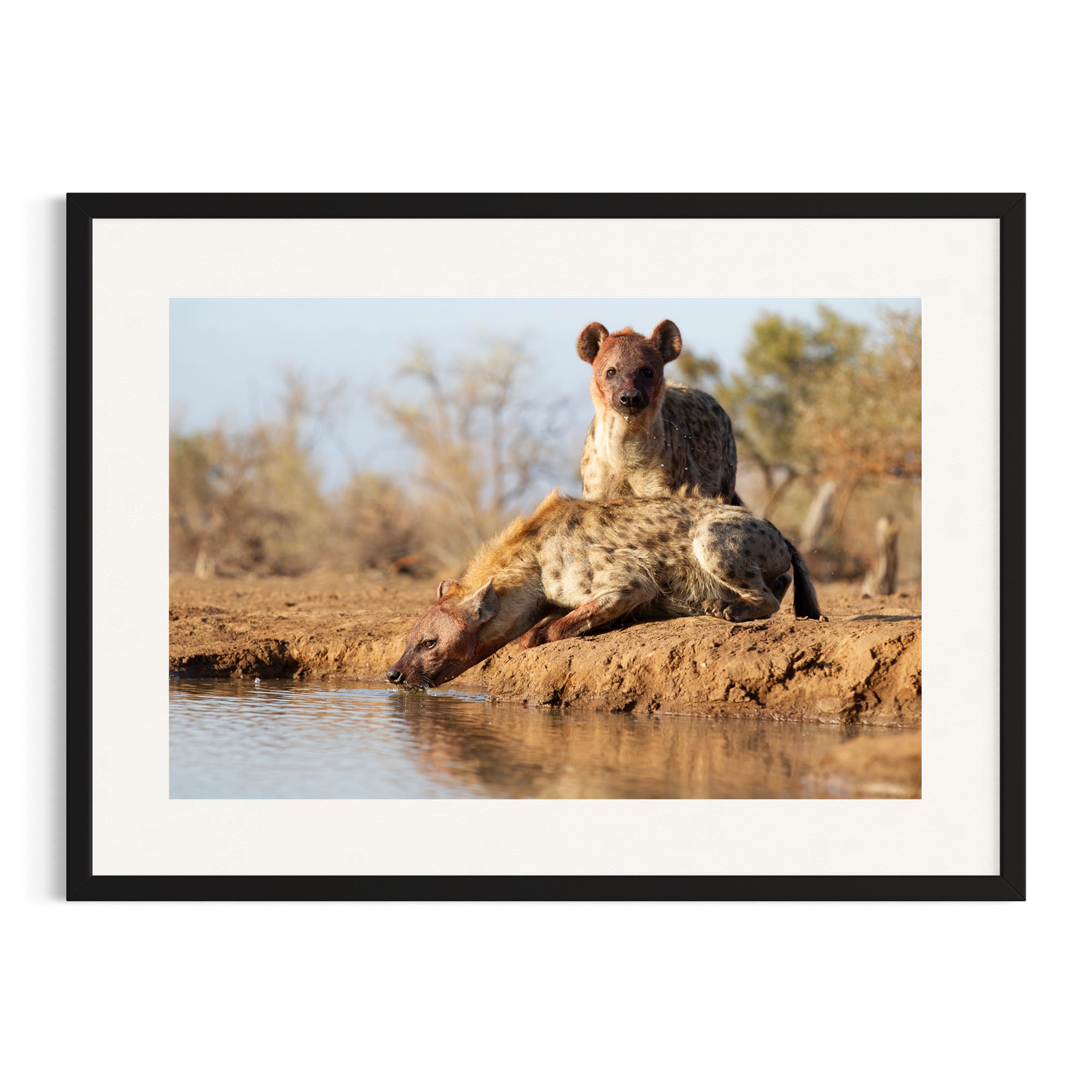 Hyenas drink at waterhole in a black frame.