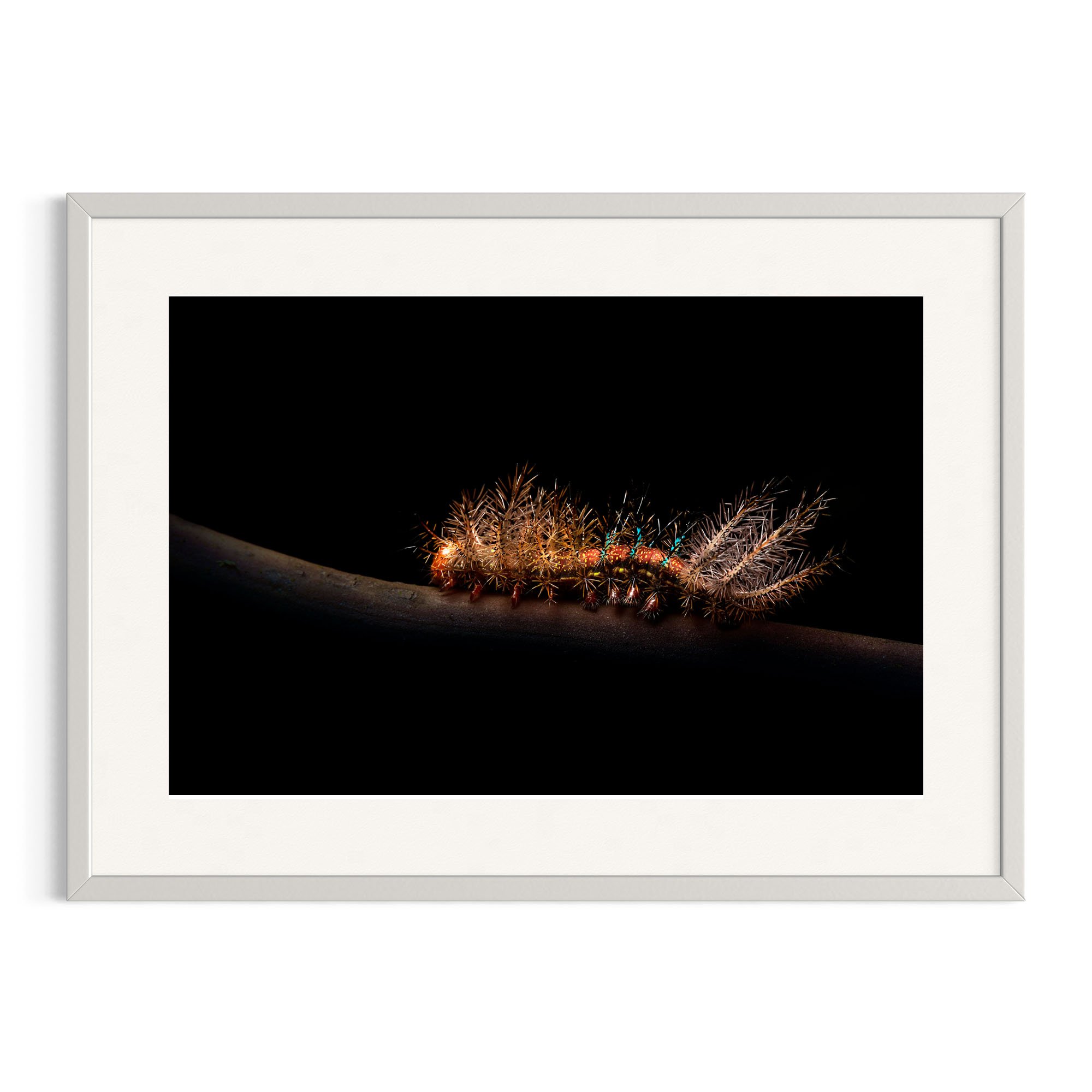 Caterpillar on dark background in a white frame.