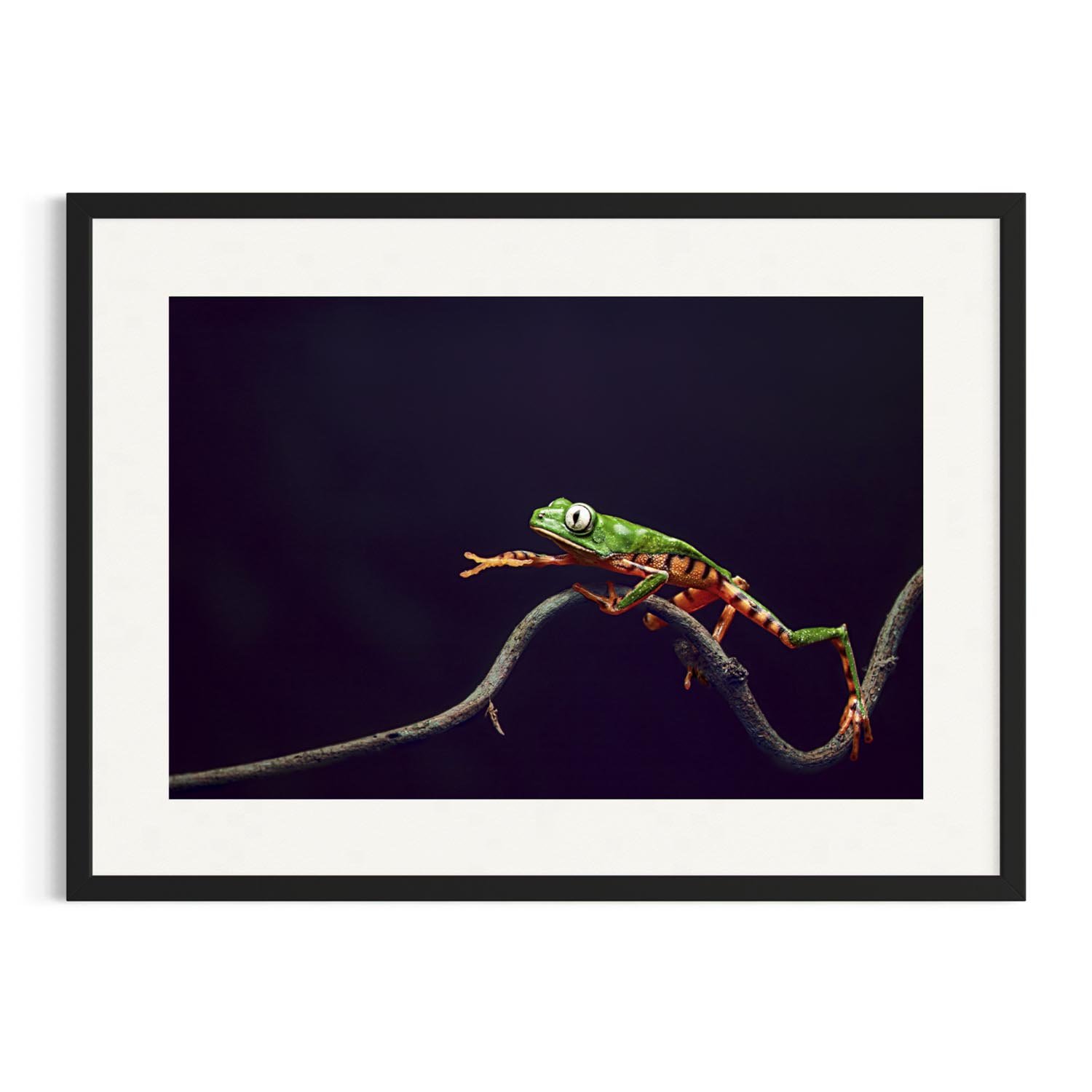 Tiger-Striped tree frog reaching forward in a black frame.