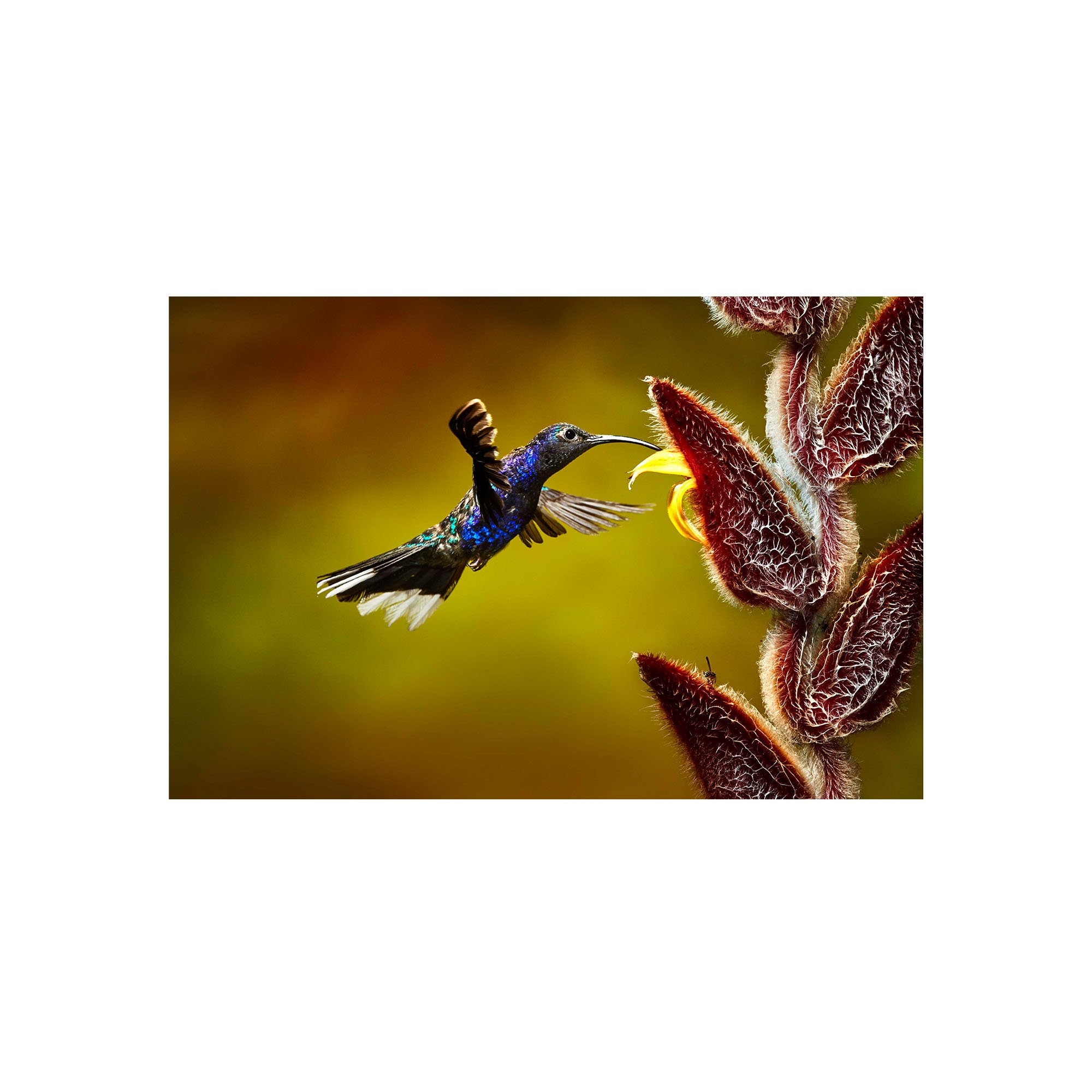 Velvet-purple hummingbird near flower.
