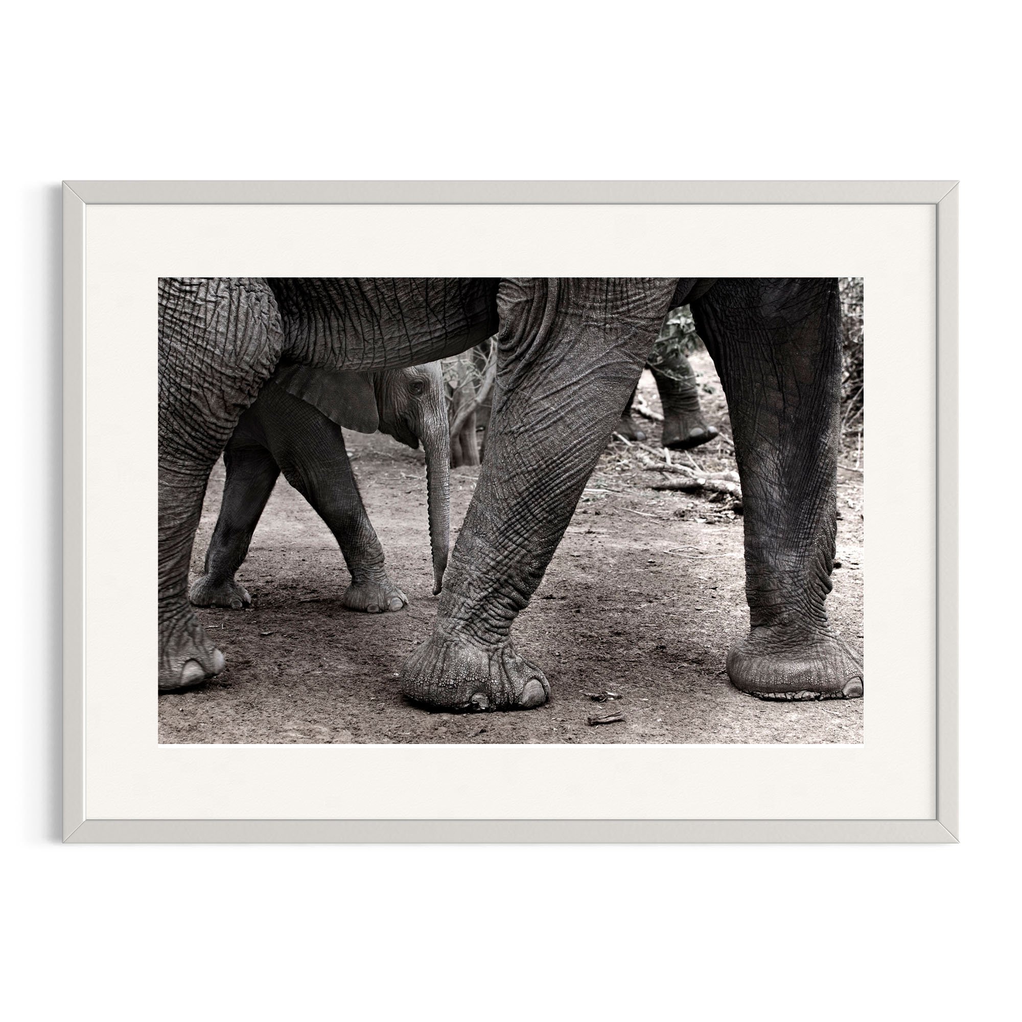 Young elephant calf close to mother in a white frame.