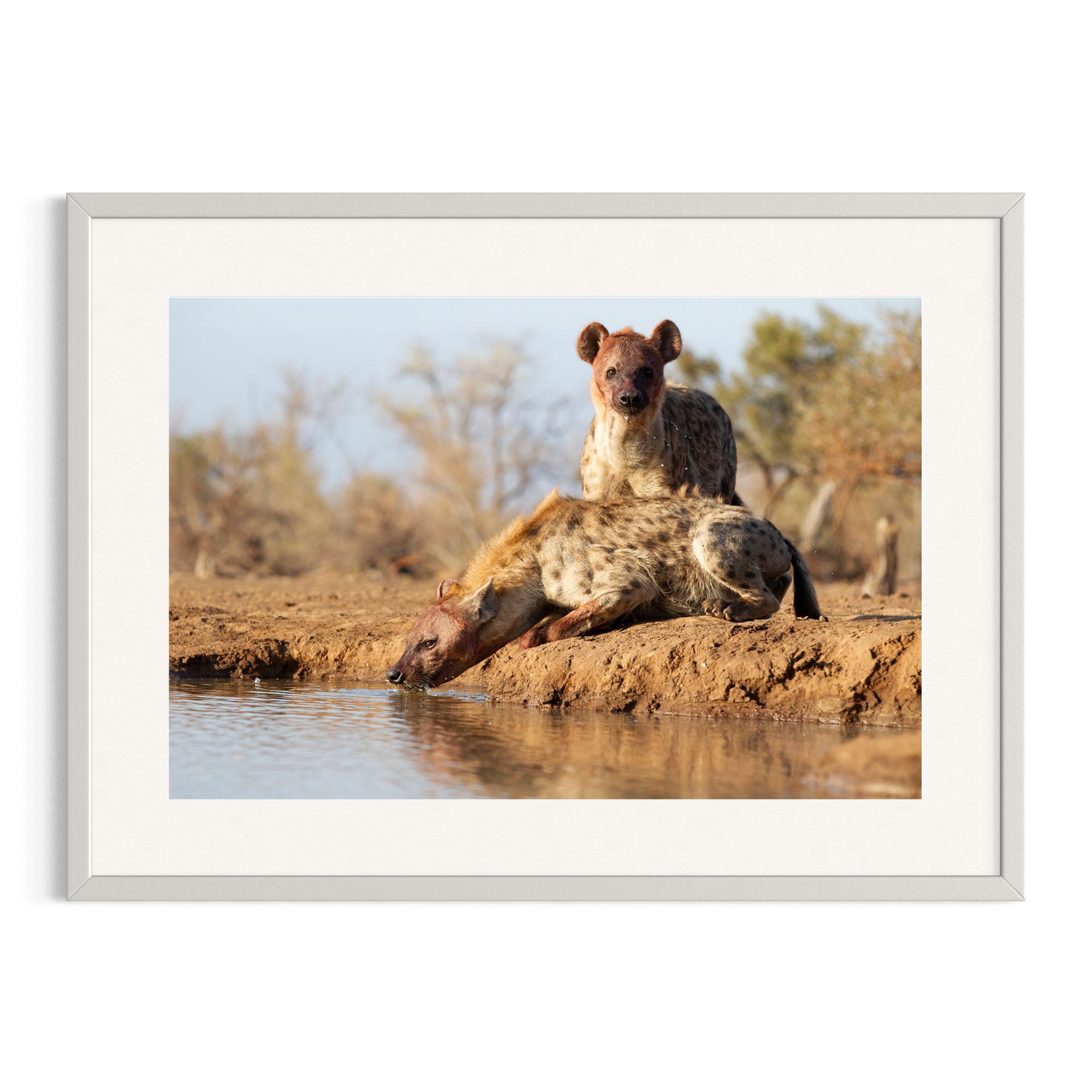 Hyenas drink at waterhole in a white frame.