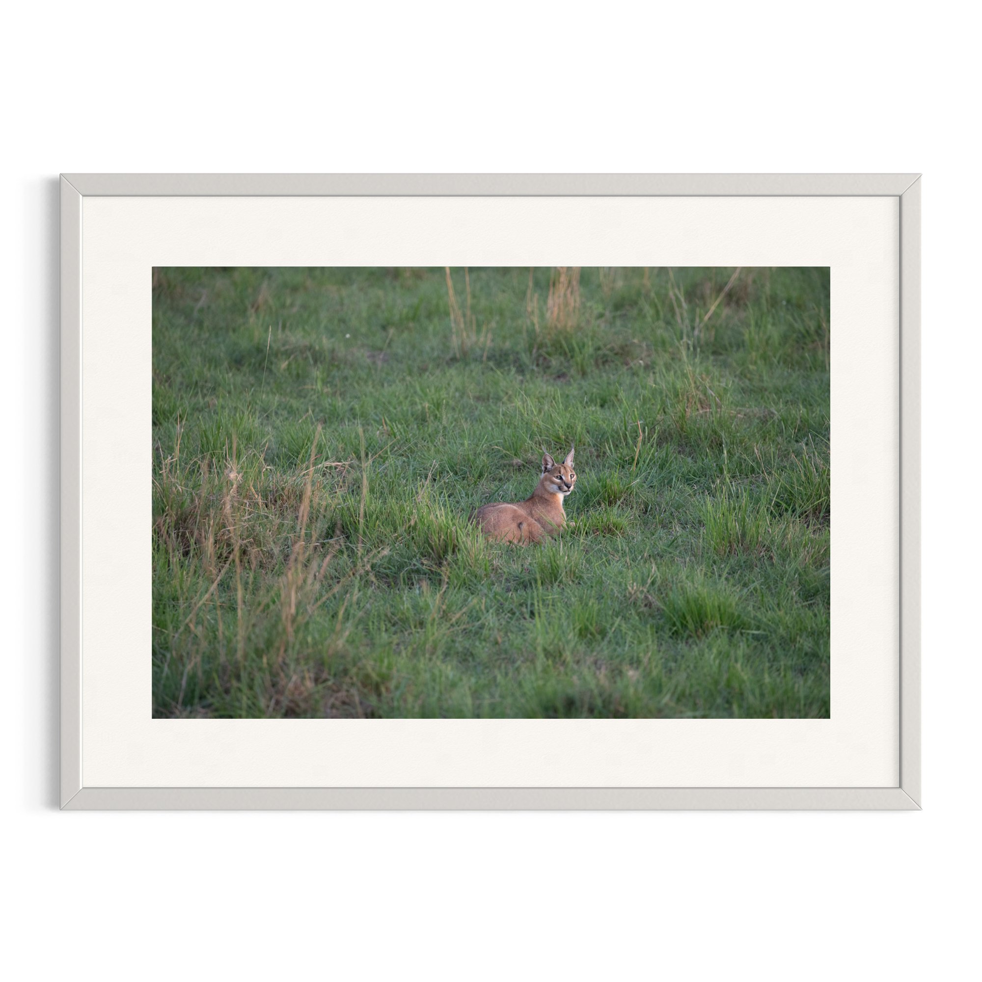 Caracal resting in grass in a white frame.
