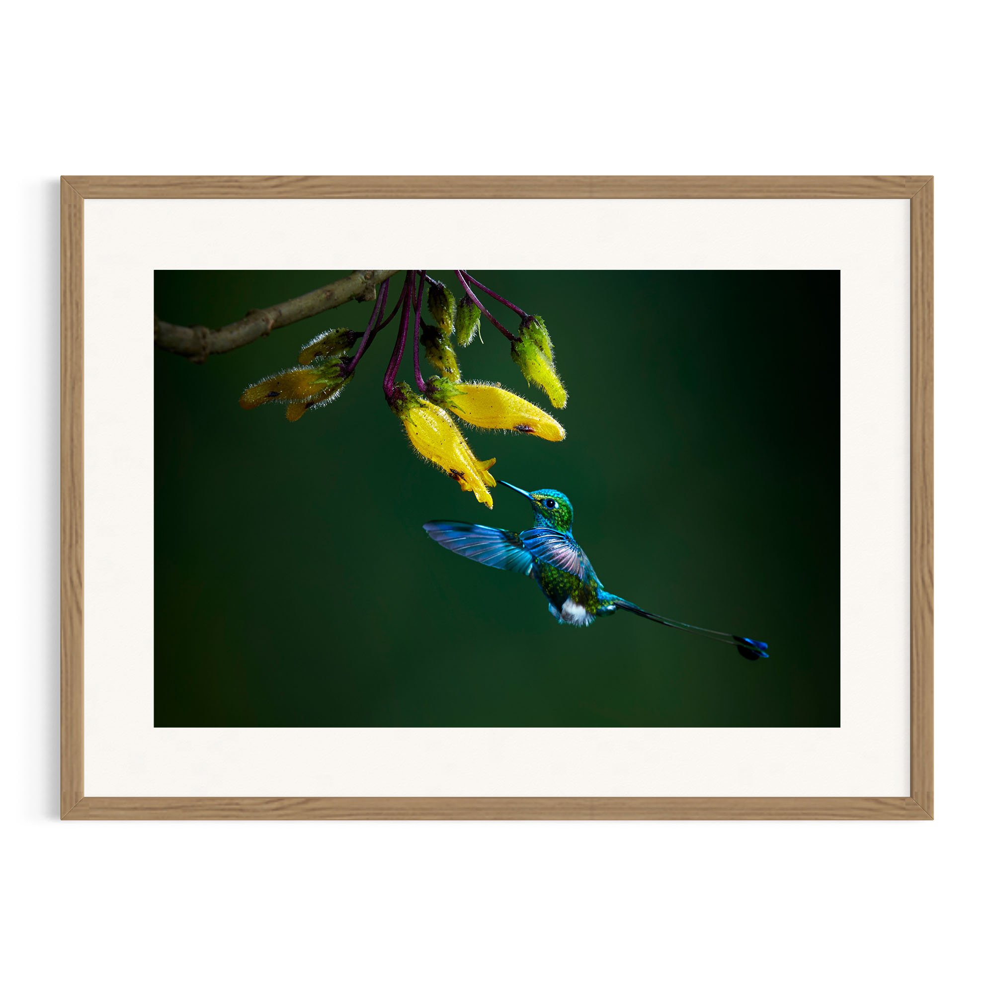 Hummingbird feeding on yellow flowers in a Tasmanian Oak frame.