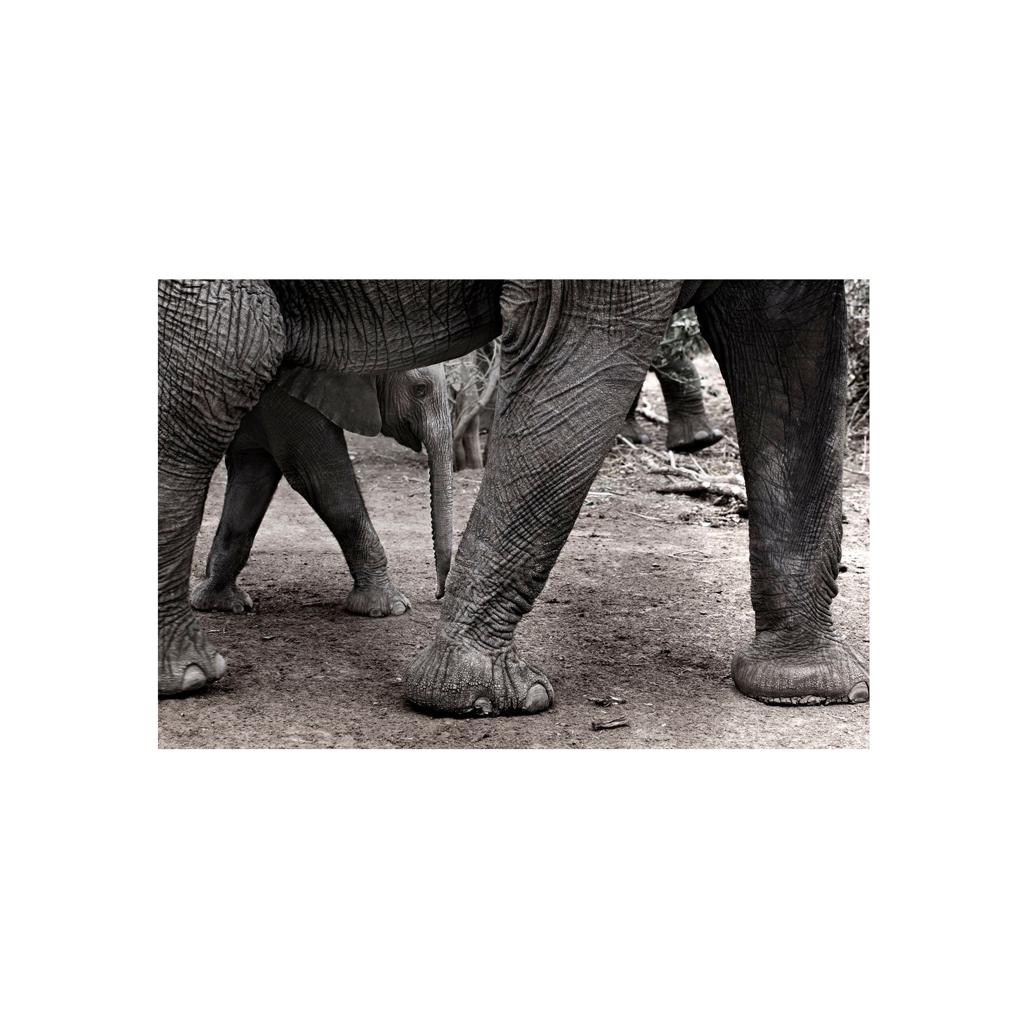 Young elephant calf close to mother.