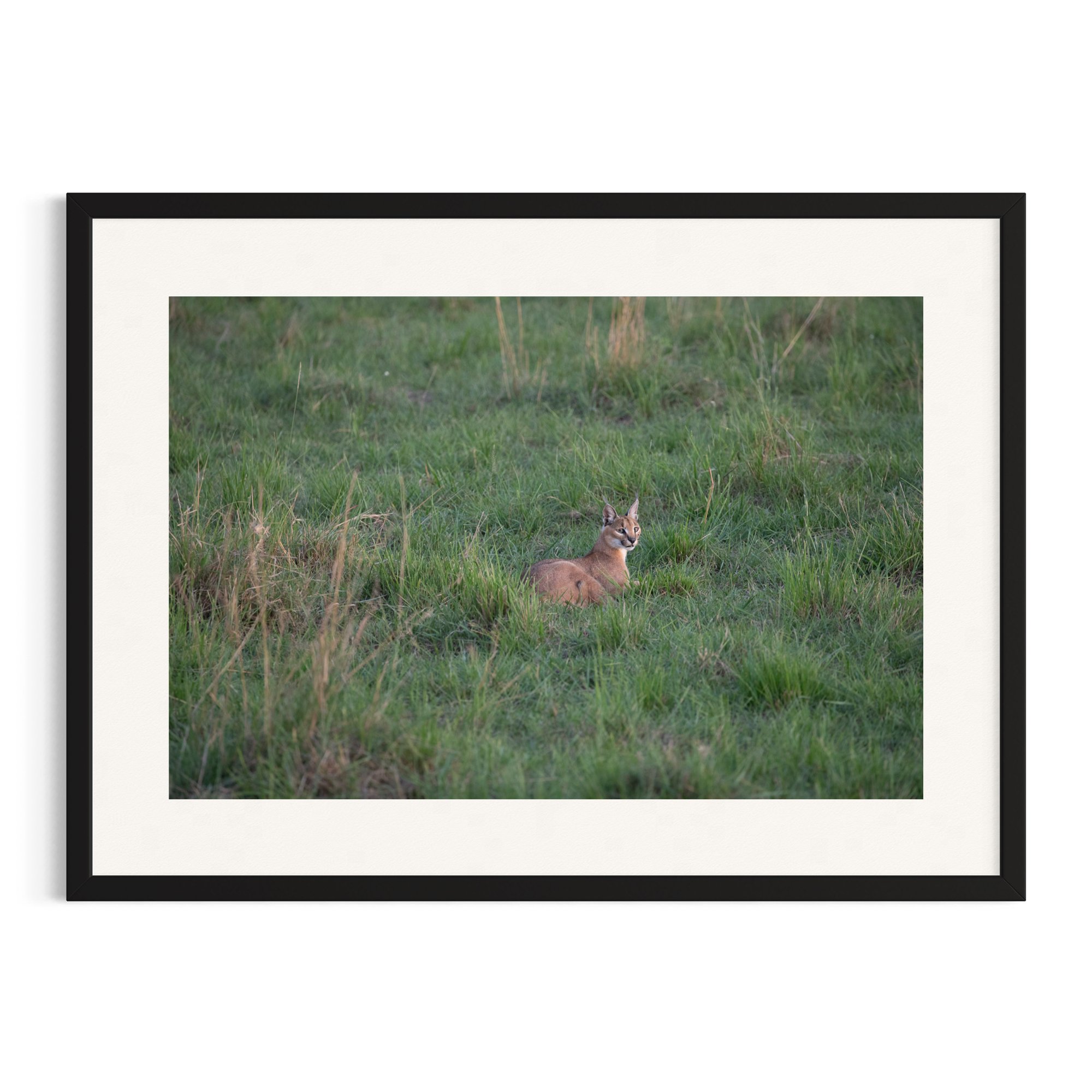 Caracal resting in grass in a black frame.