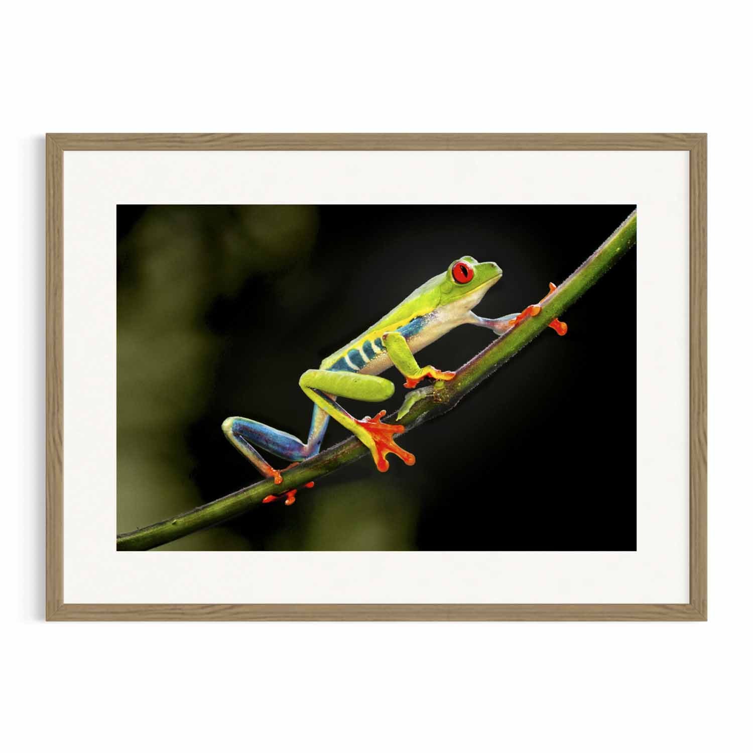 Red-eyed frog on rainforest branch in a Tasmanian oak frame.