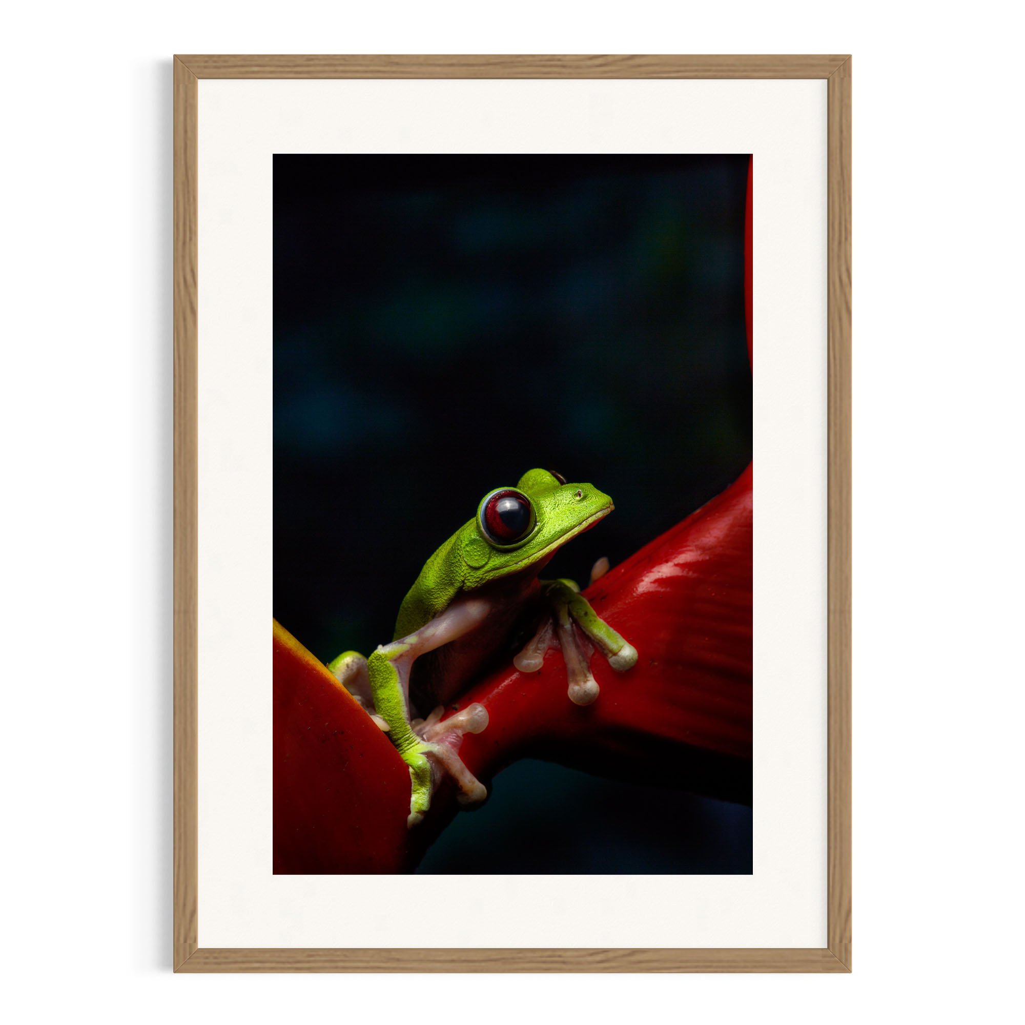 Red-eyed frog on tropical flower in a Tasmanian oak frame.