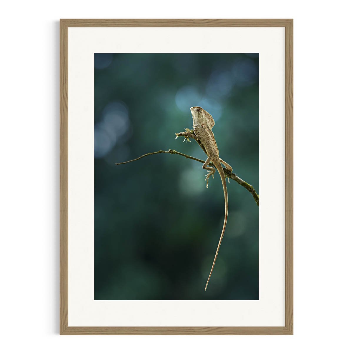 Lizard perched on a branch in a Tasmanian oak frame.