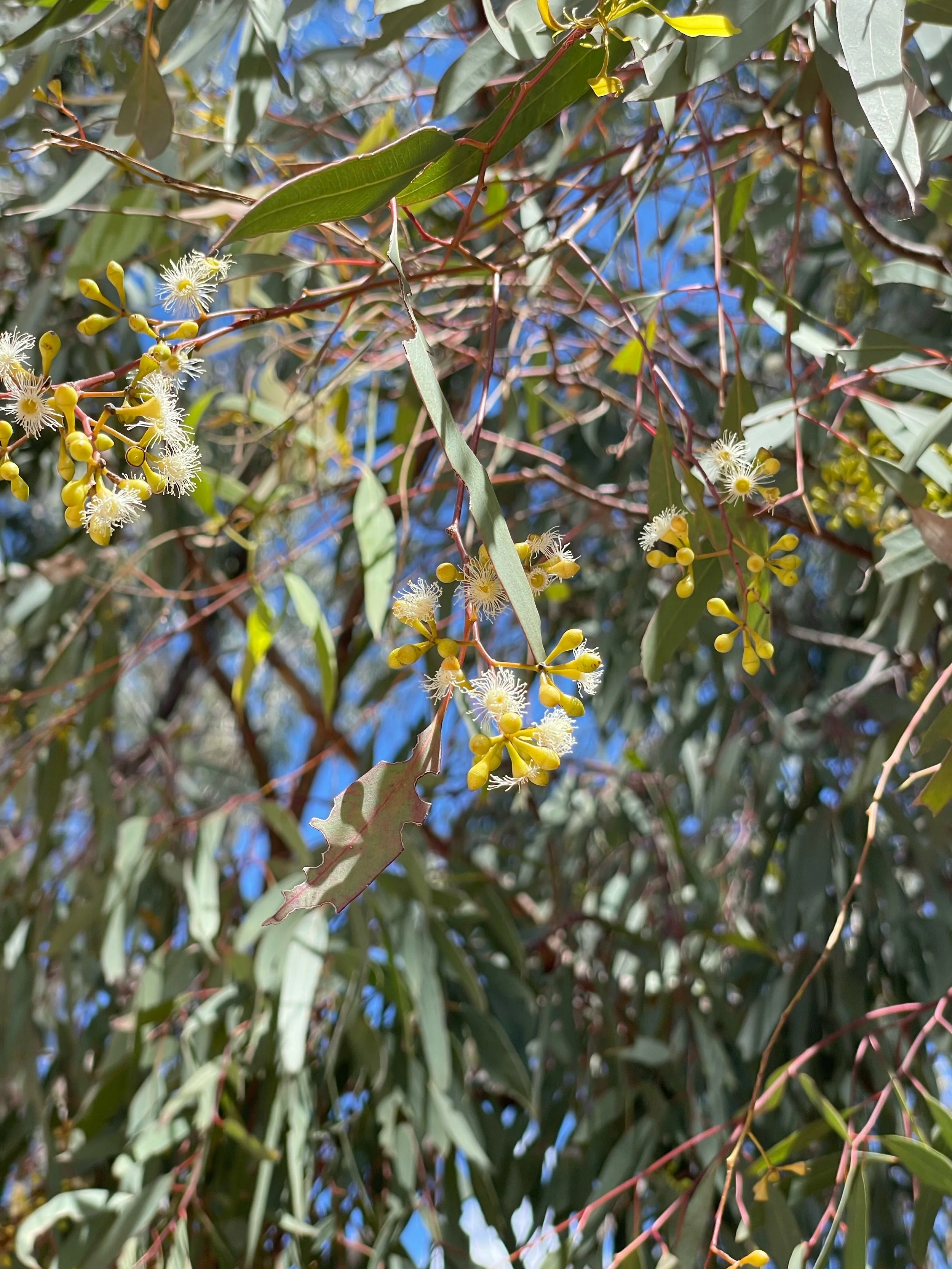 Beekeeper working with hive