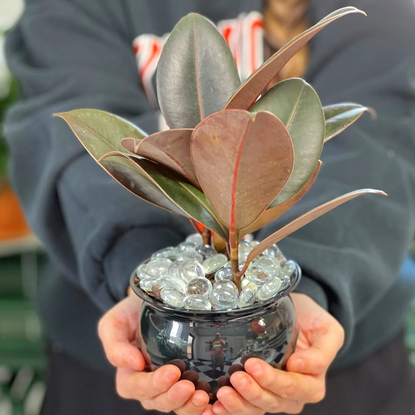 Spooky season is here 👻 Meet our October Plant of the Month: the 4&rdquo; Rubber Tree Burgundy! With deep, dramatic leaves and glass &ldquo;bubbles&rdquo; that sparkle like a witch&rsquo;s potion, it&rsquo;s the perfect mix of eerie + chic. 🪄🫧 Eas