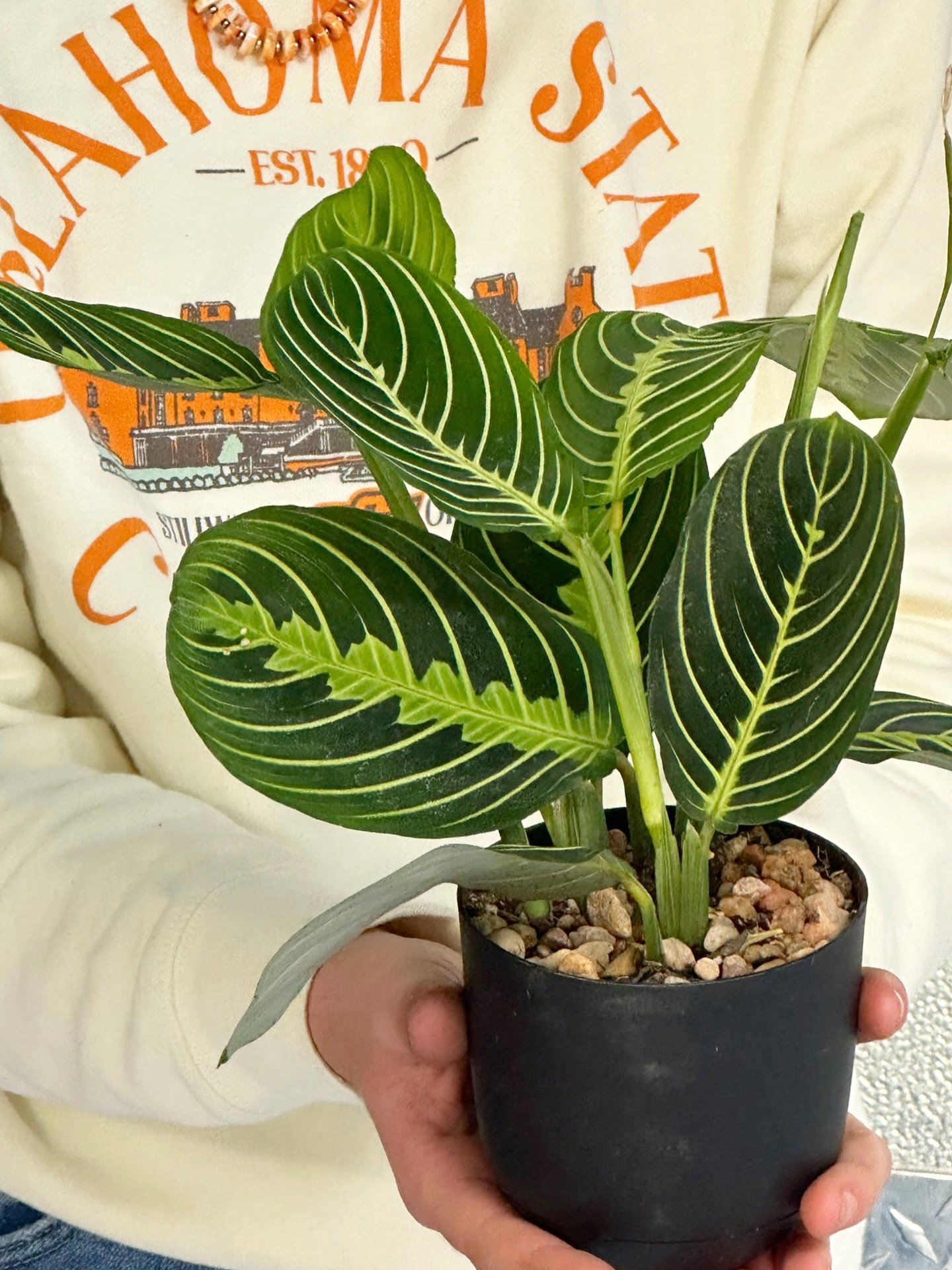 Meet the Maranta Lemon Lime, our November Plant of the Month 🌿💛

A little pop of green magic for the shorter days &mdash; soft, vibrant, and full of character. Watch as it folds its leaves together each night in a gentle &ldquo;prayer.&rdquo; ✨

St