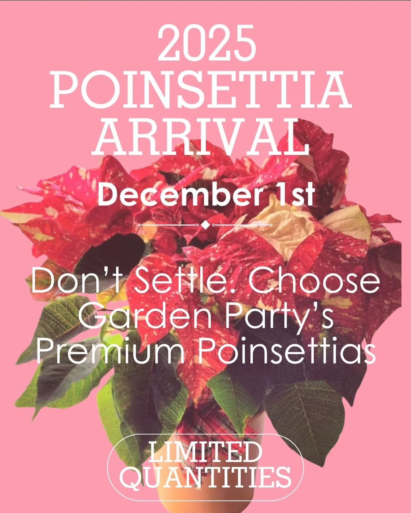 Poinsettias arrive Monday and they&rsquo;re anything but basic 🙌✨ Big blooms, rich color, florist-grade everything. Perfect for gifting, celebrating, and starting the season strong 🌲❤️