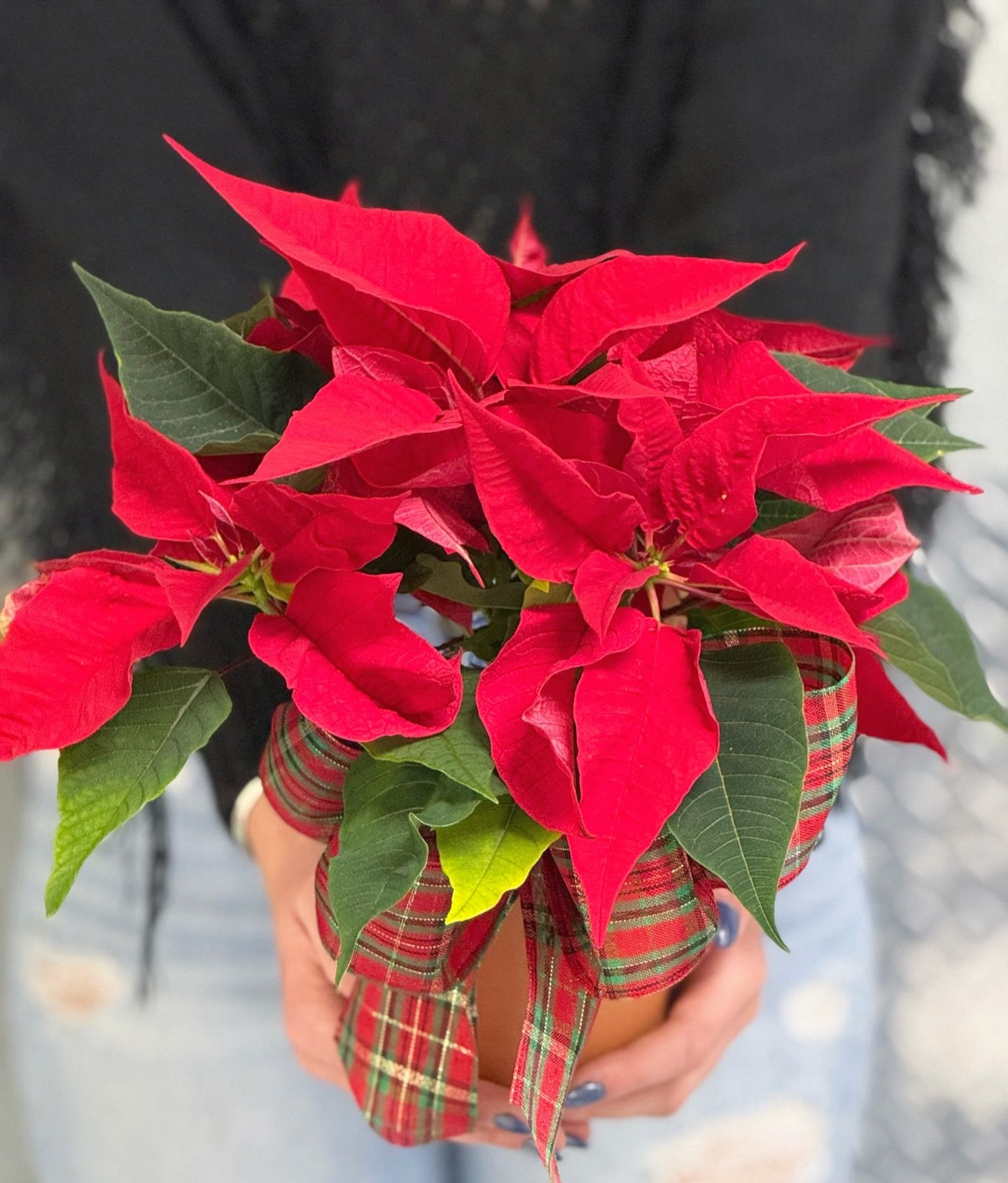 Small but mighty Christmas vibes 🎄✨
Our 4&rdquo; poinsettias are the perfect pop of holiday color.
Come grab yours or order online today &mdash; they go fast! ❤️