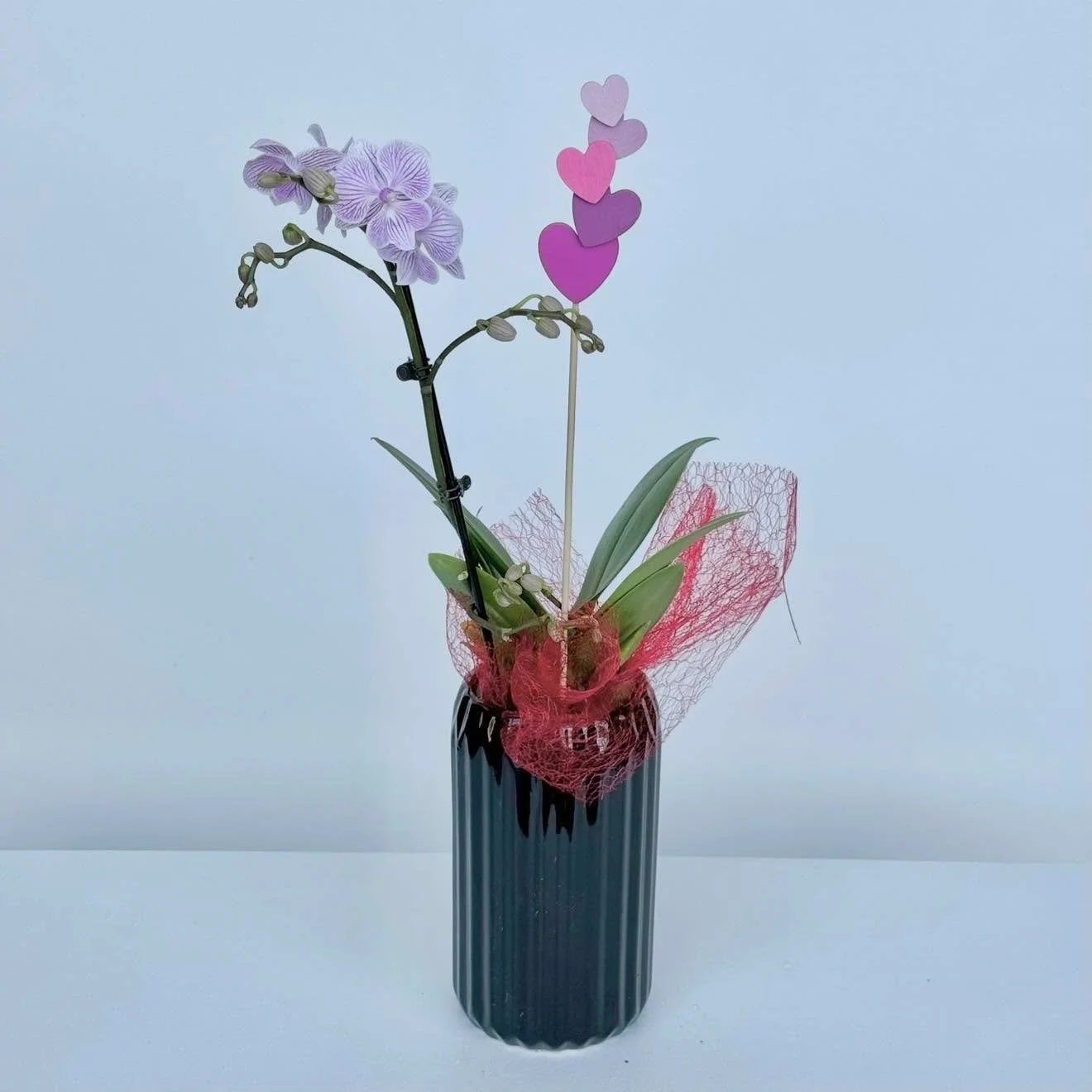 🪴💘🪴💘🪴 Valentine&rsquo;s isn&rsquo;t just flowers at GP &mdash; we&rsquo;ve got plants for your special someone, too! 🌿✨ 
From Orchids, Hoyas, and Anthuriums to lots of cool greenhouse finds, there&rsquo;s something that keeps the love growing l