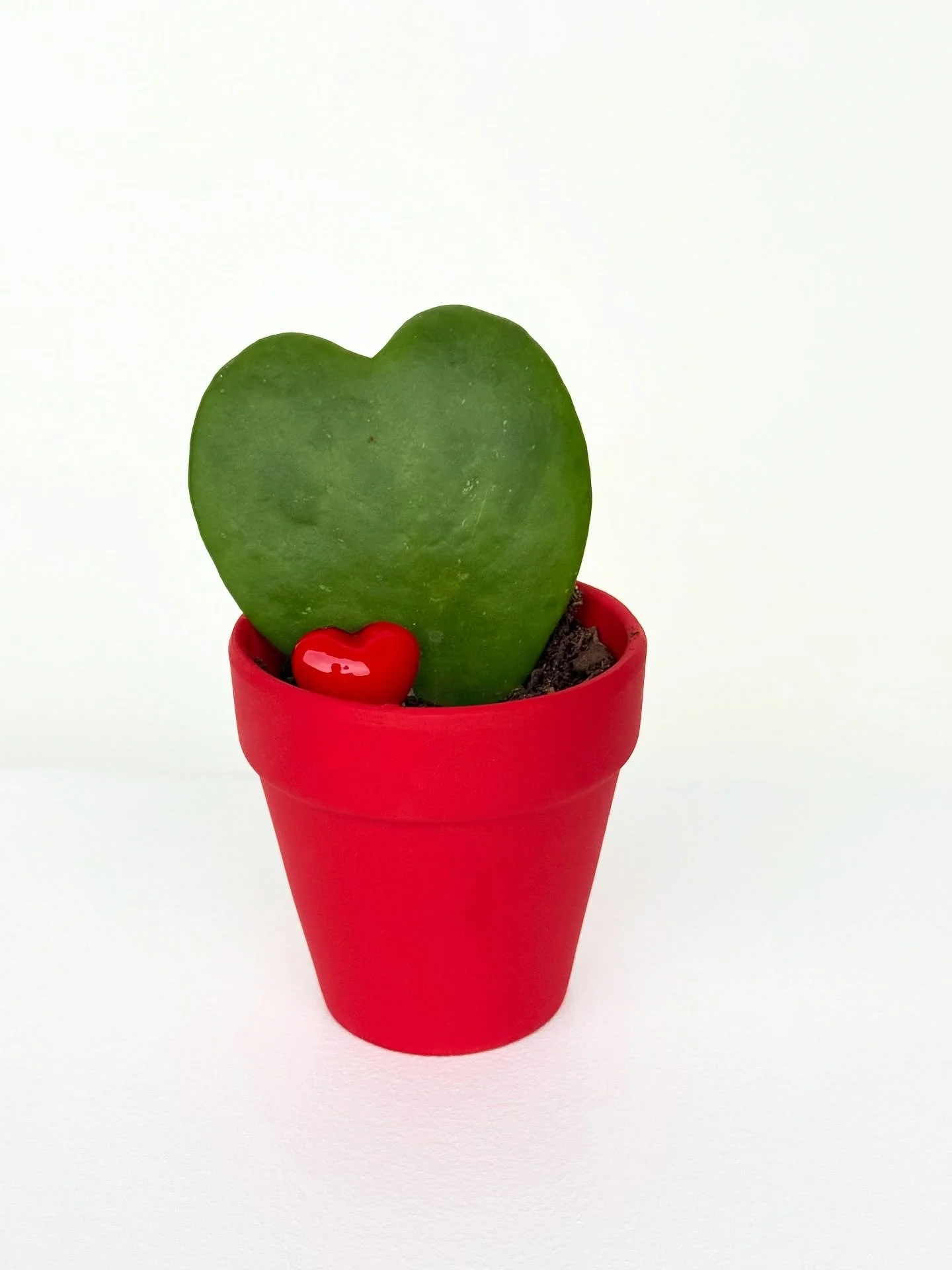Love, planted simply. 💚
A little Hoya heart, a red glass sparkle, and a pot to match&mdash;sweet, steady, and made to last.

Perfect for desks, windowsills, and the ones who love love in its simplest form.

Available online, in shop, or by giving us