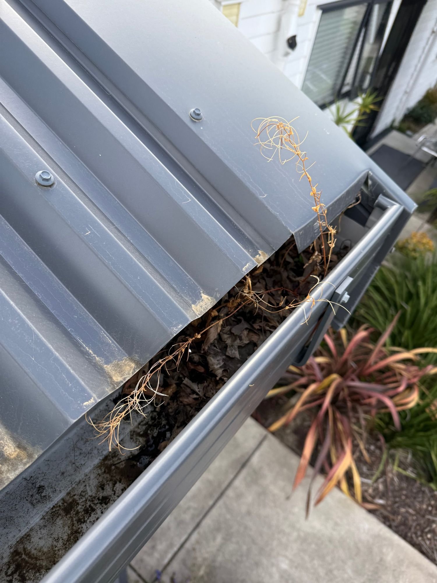 Gutter full of leaves and dry weeds before a gutter clear