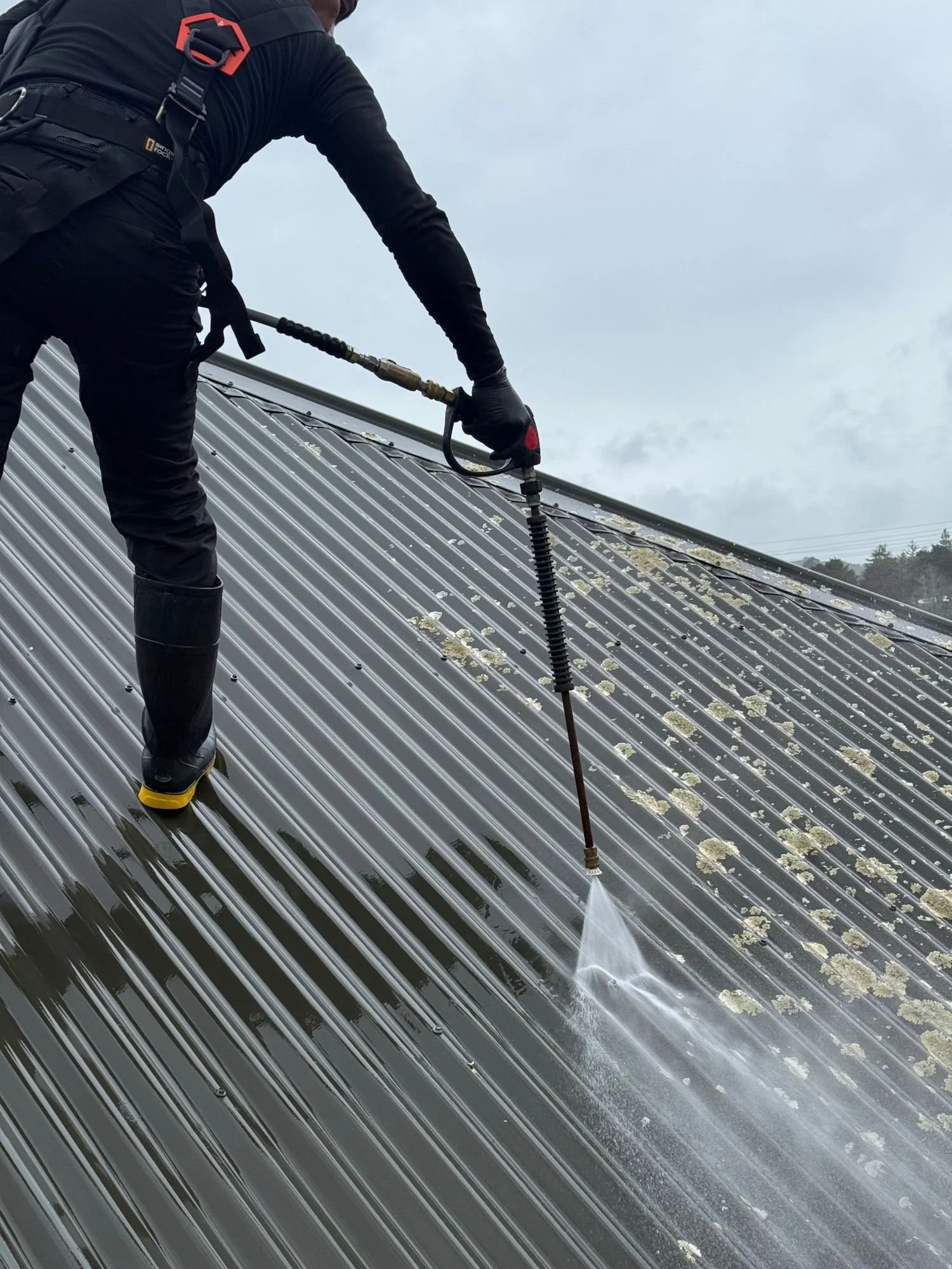 AeroSpray technician washing lichen off an iron roof