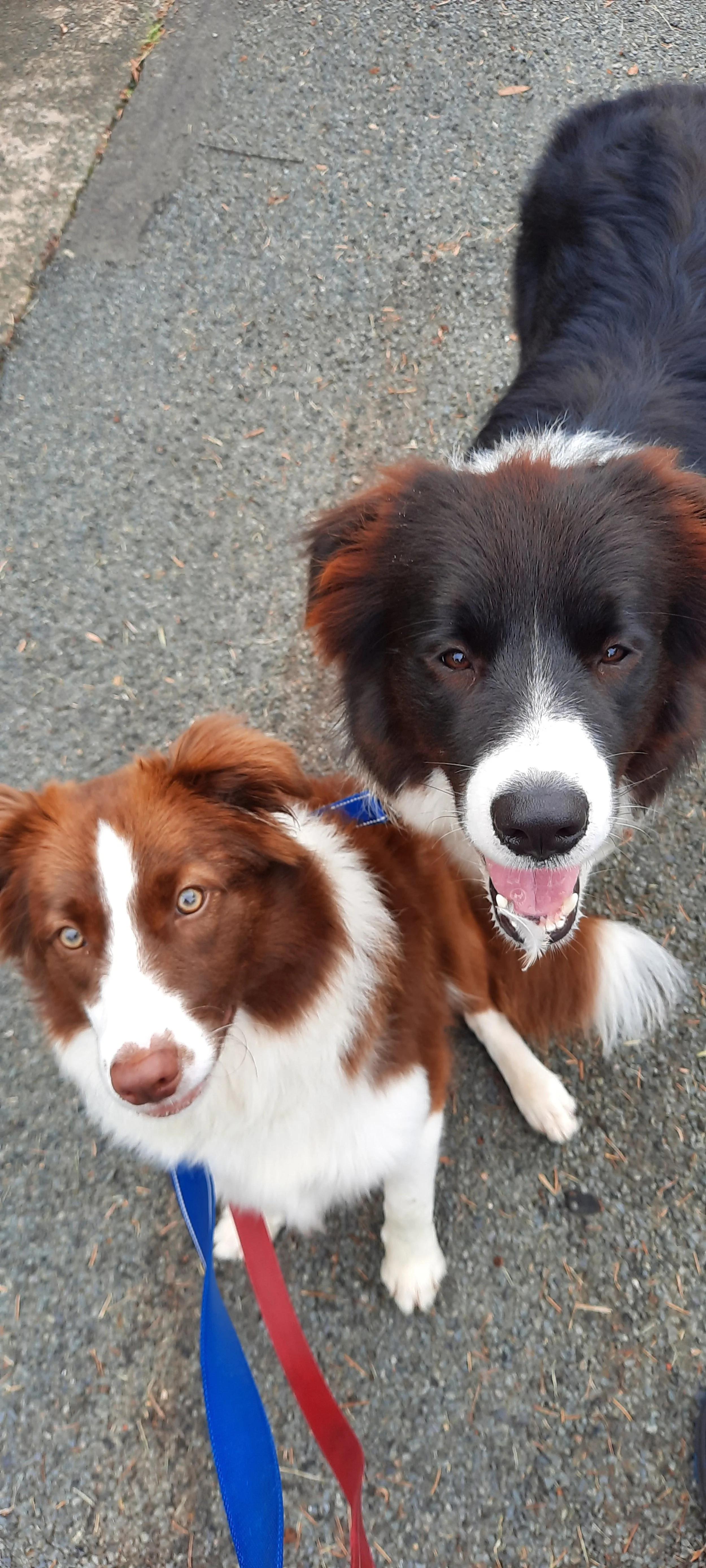 Two Australian Shepherd dogs, one brown and white and the other black and white, sitting on a paved surface. The black and white dog is smiling with its tongue slightly out.