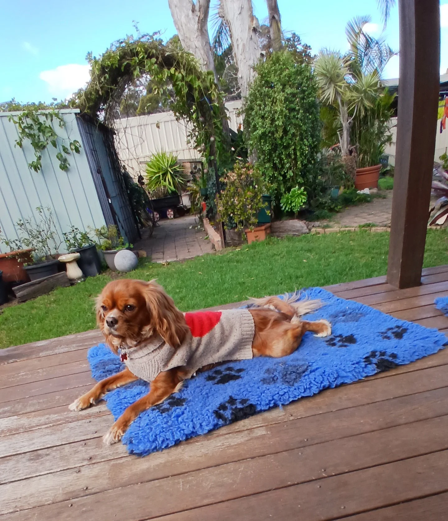 A small brown dog wearing a grey sweater with a red patch, lying on a blue fluffy mat with black paw prints on a wooden deck in a backyard with green grass, potted plants, trees, and a gate.