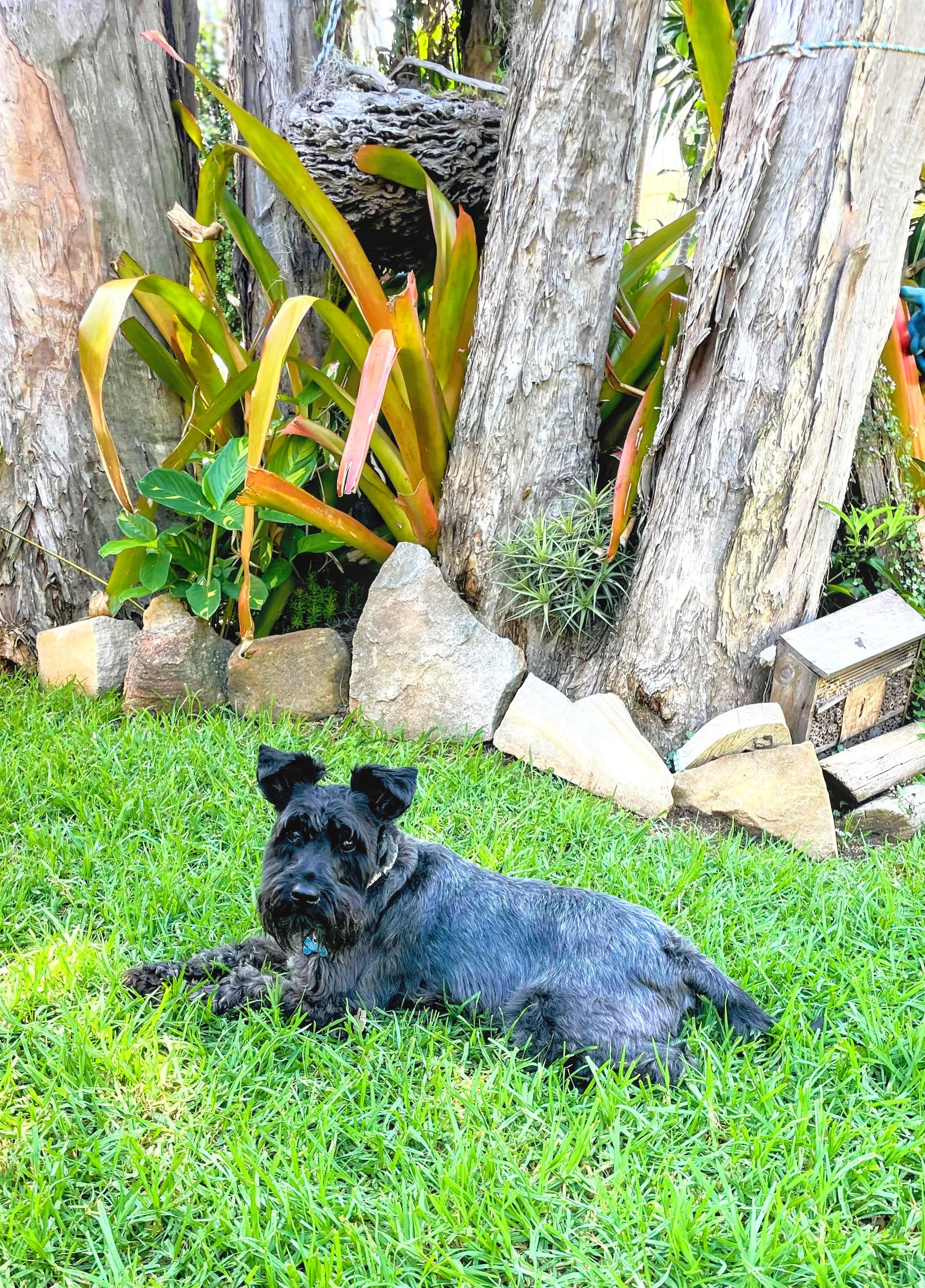 A small black dog with a blue collar lying on green grass in front of a tree with large reddish and green leaves, surrounded by rocks and a small wooden structure.