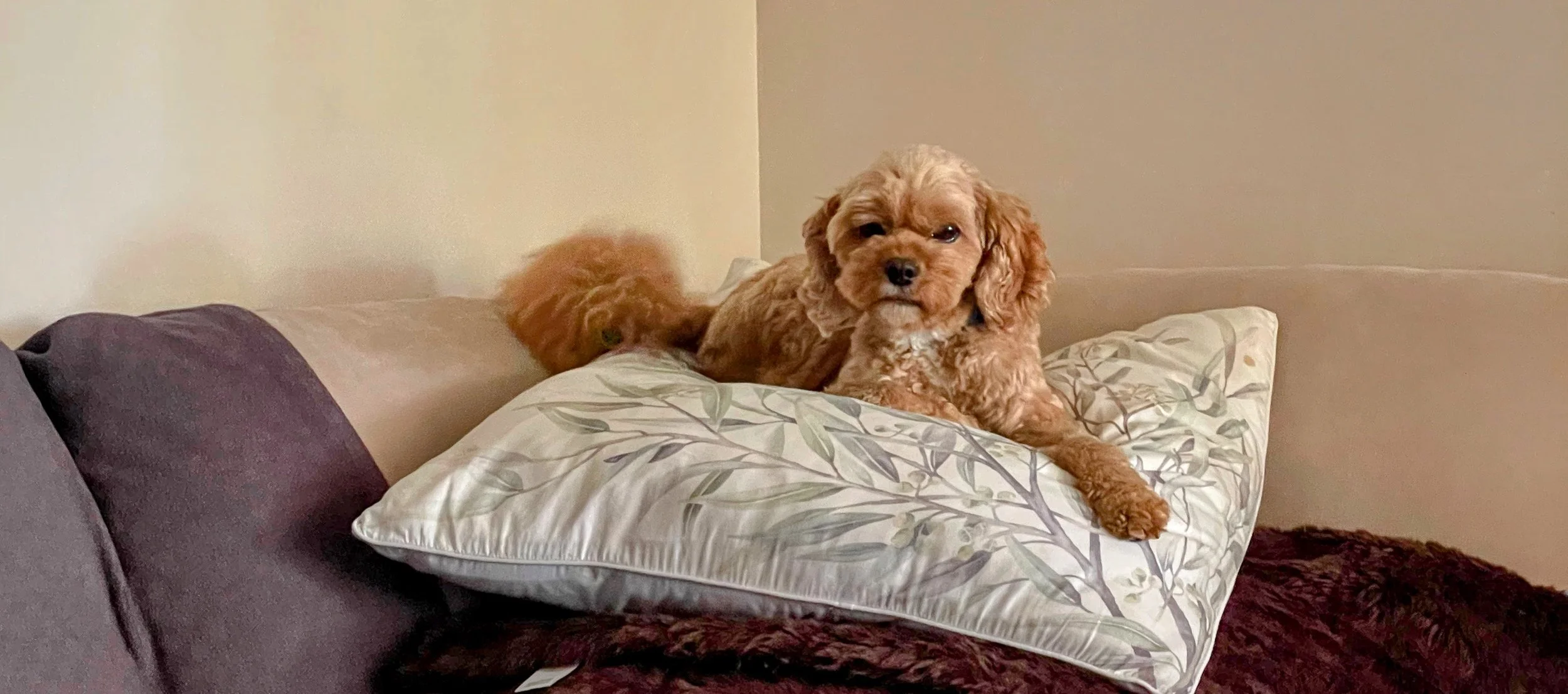 A small, curly-haired, tan-colored dog lying on a decorative pillow on a bed with purple and cream-colored pillows, in a cozy bedroom setting.