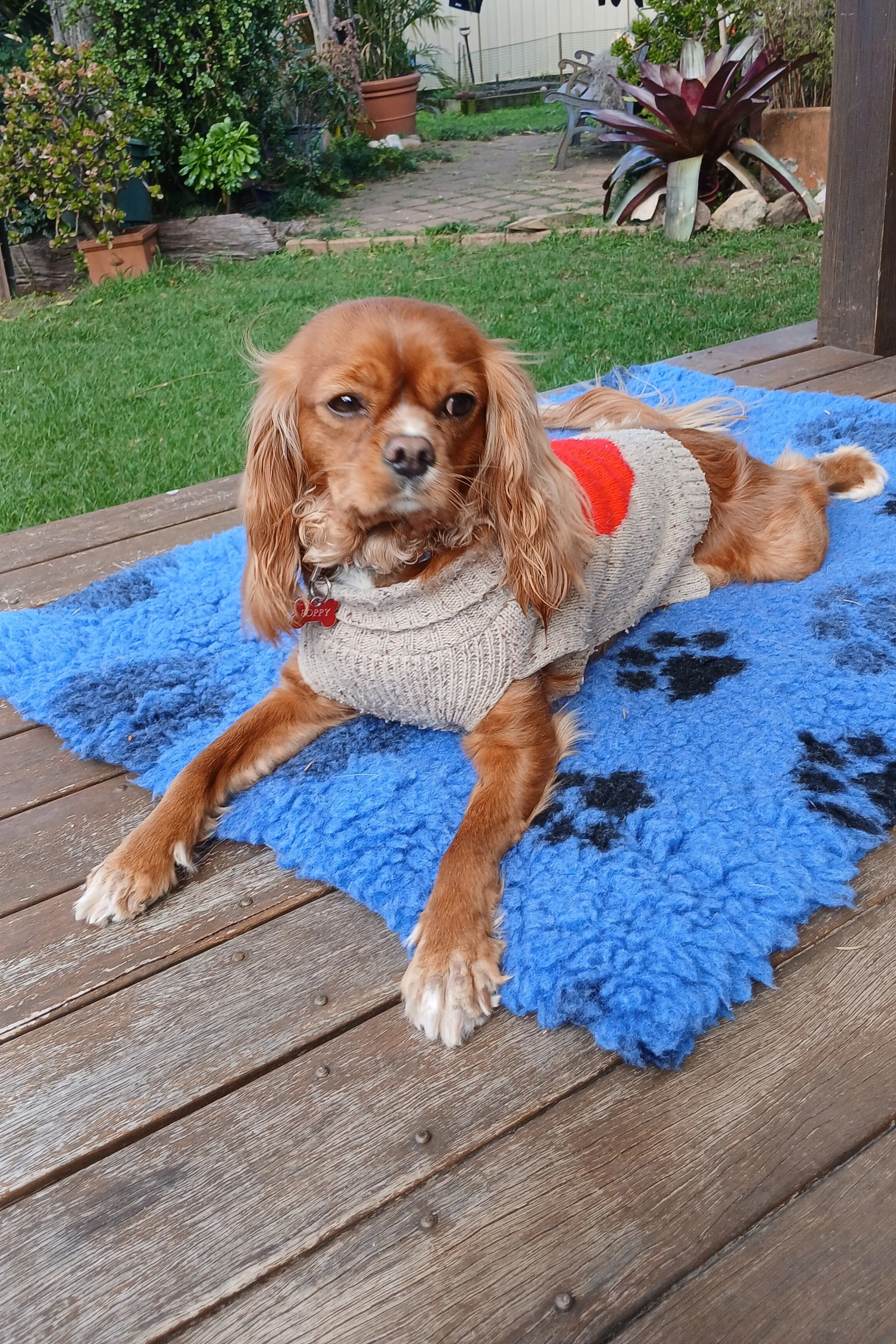 A brown dog wearing a gray sweater with a red heart embroidered on it, lying on a blue fuzzy rug outside on a wooden deck, with a garden in the background.