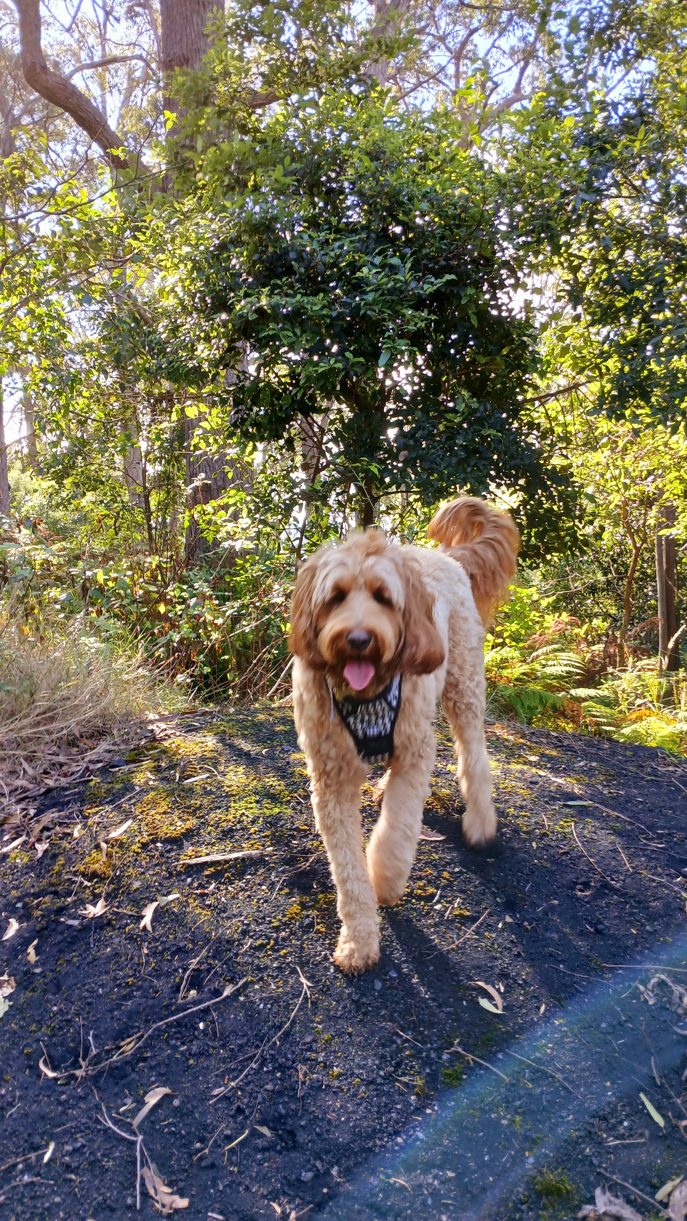 A happy dog with a tan and brown curly coat walking on a mossy trail in a forest with leaves and trees in the background.