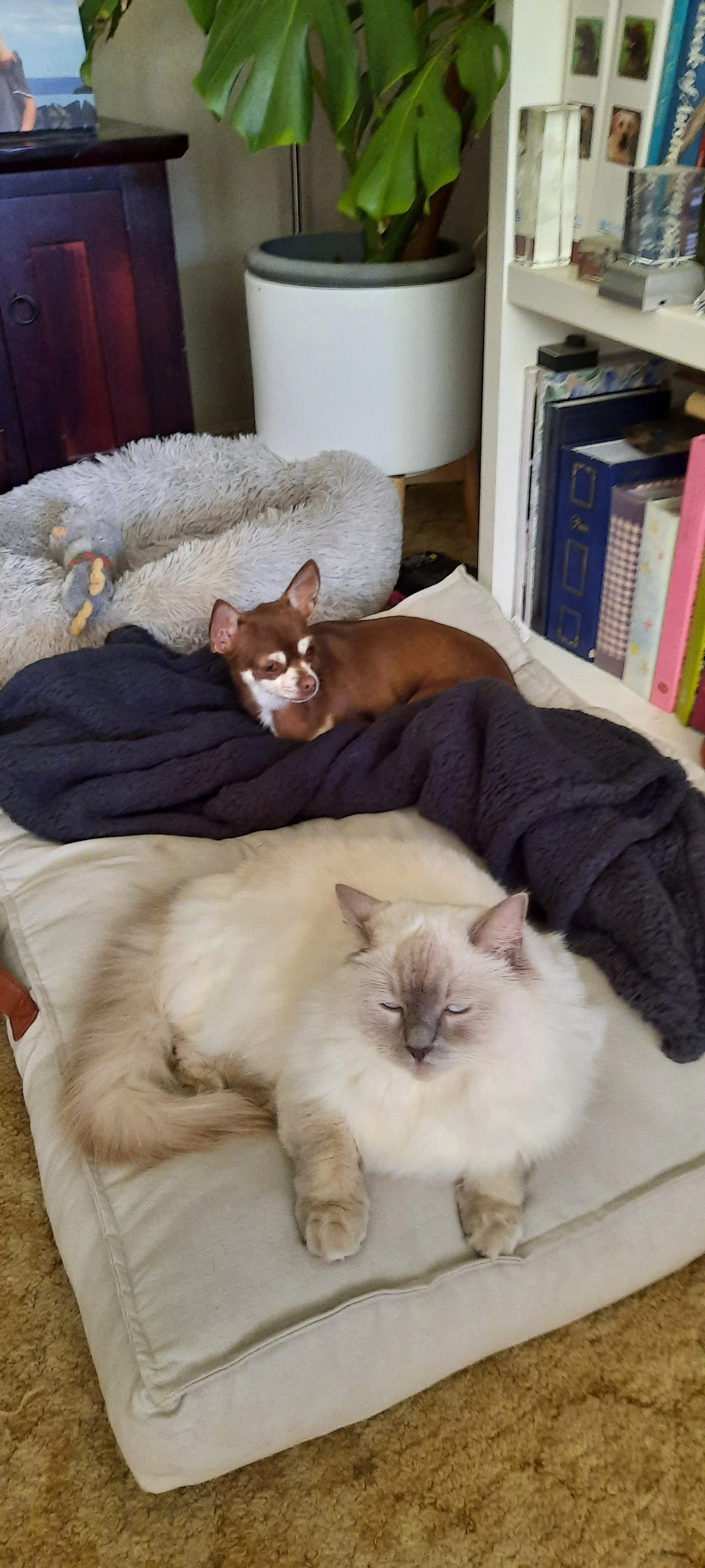 A beige cat with blue eyes and a Siamese appearance lying on a cushion, a small brown dog with white markings resting on a blanket, and a gray plush toy on a fluffy pet bed, with a bookshelf and potted plant in the background.