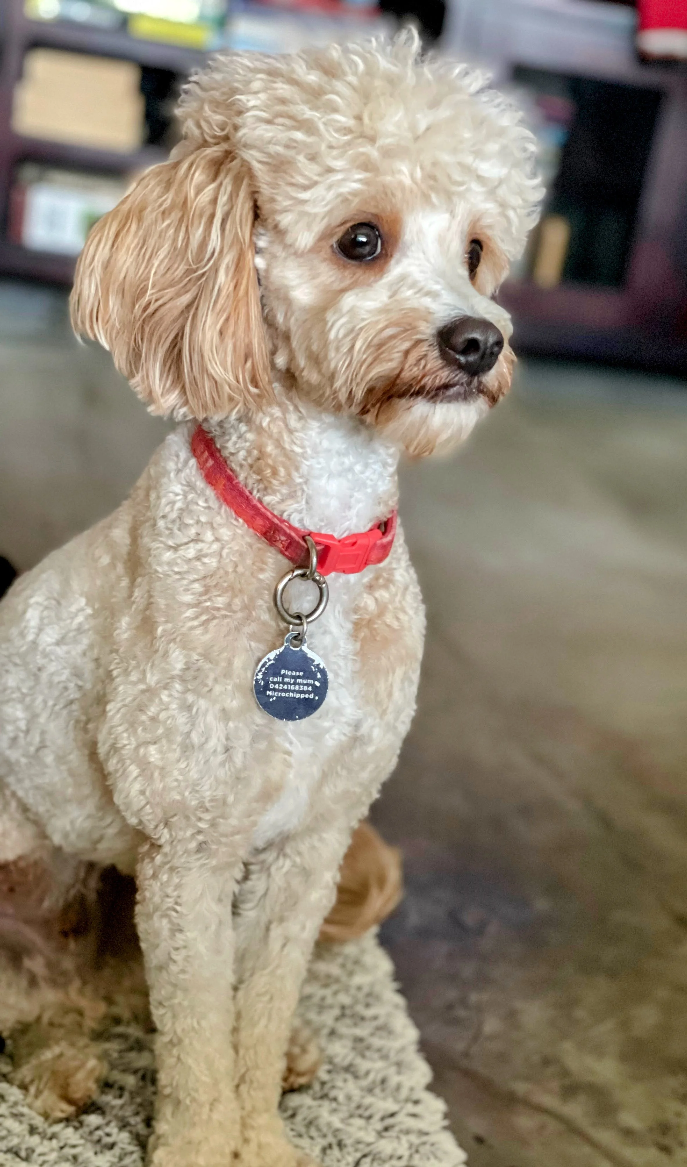 A small, curly-haired dog with tan ears and a white coat, wearing a red collar with a metallic tag. The background shows a blurred indoor setting with shelves.