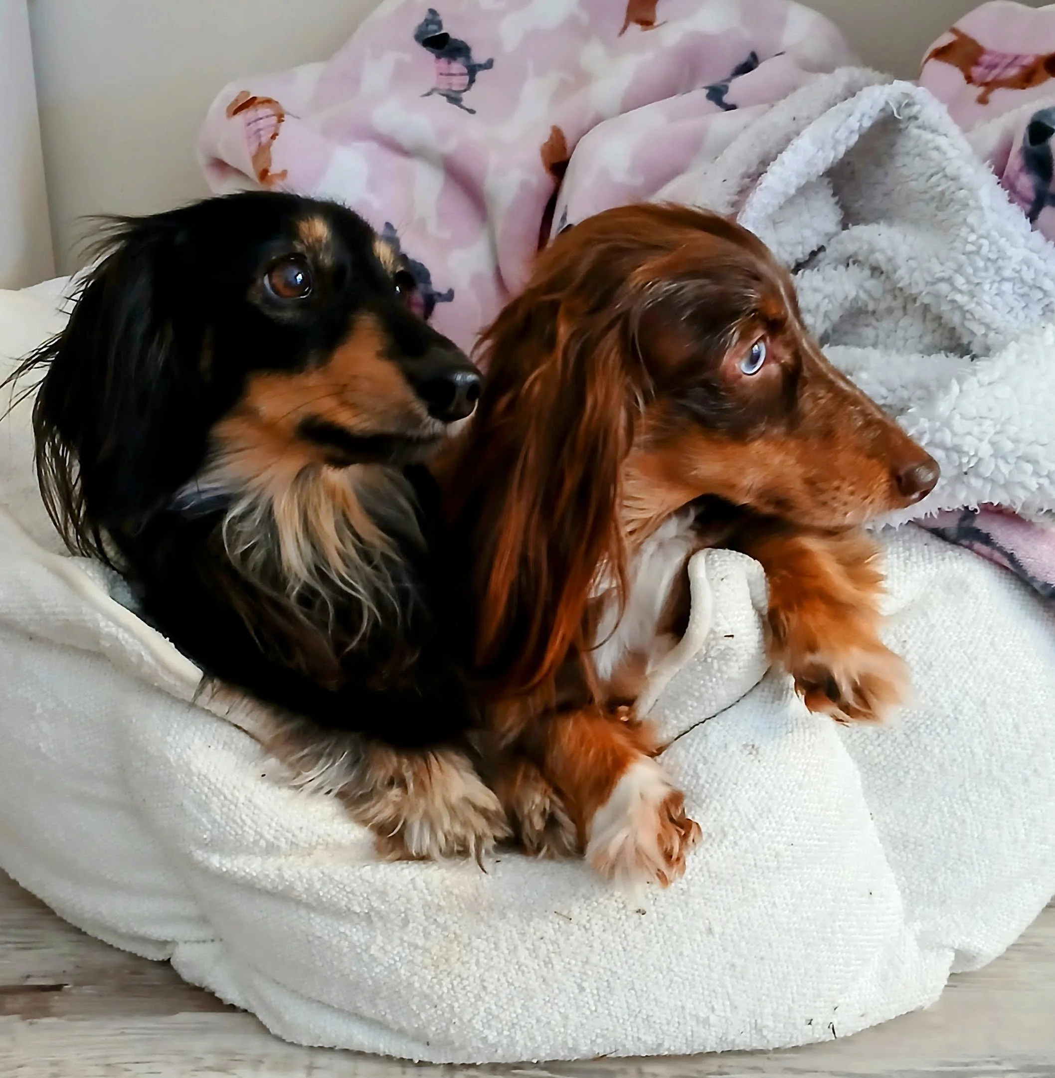 Two dogs, one black and tan and the other brown with blue eyes, sitting on a cream-colored dog bed with blankets behind them.