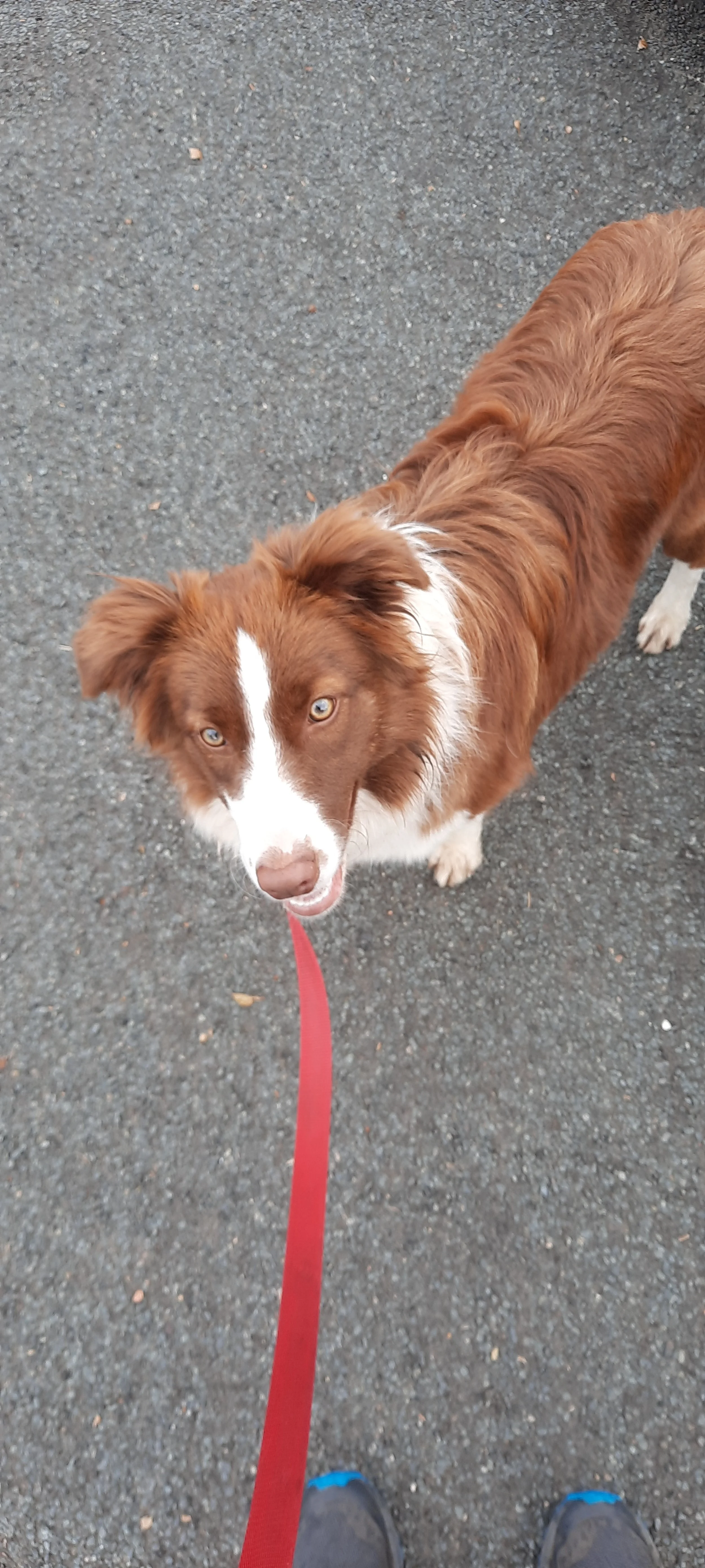 A brown and white dog with blue eyes looking up, on a red leash, standing on a paved surface.