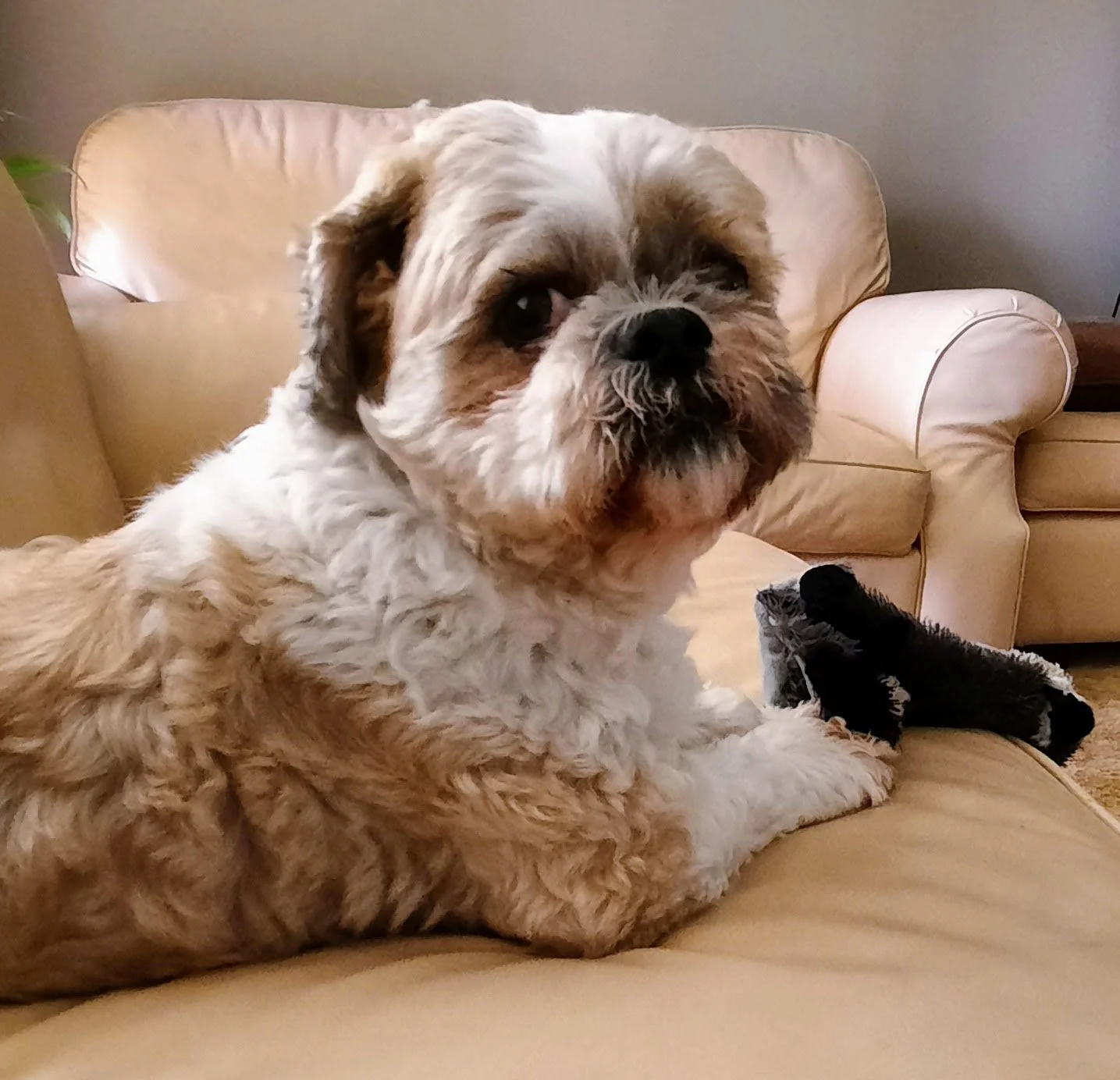 A fluffy Shih Tzu dog with a white and light brown coat resting on a beige sofa, looking at the camera.
