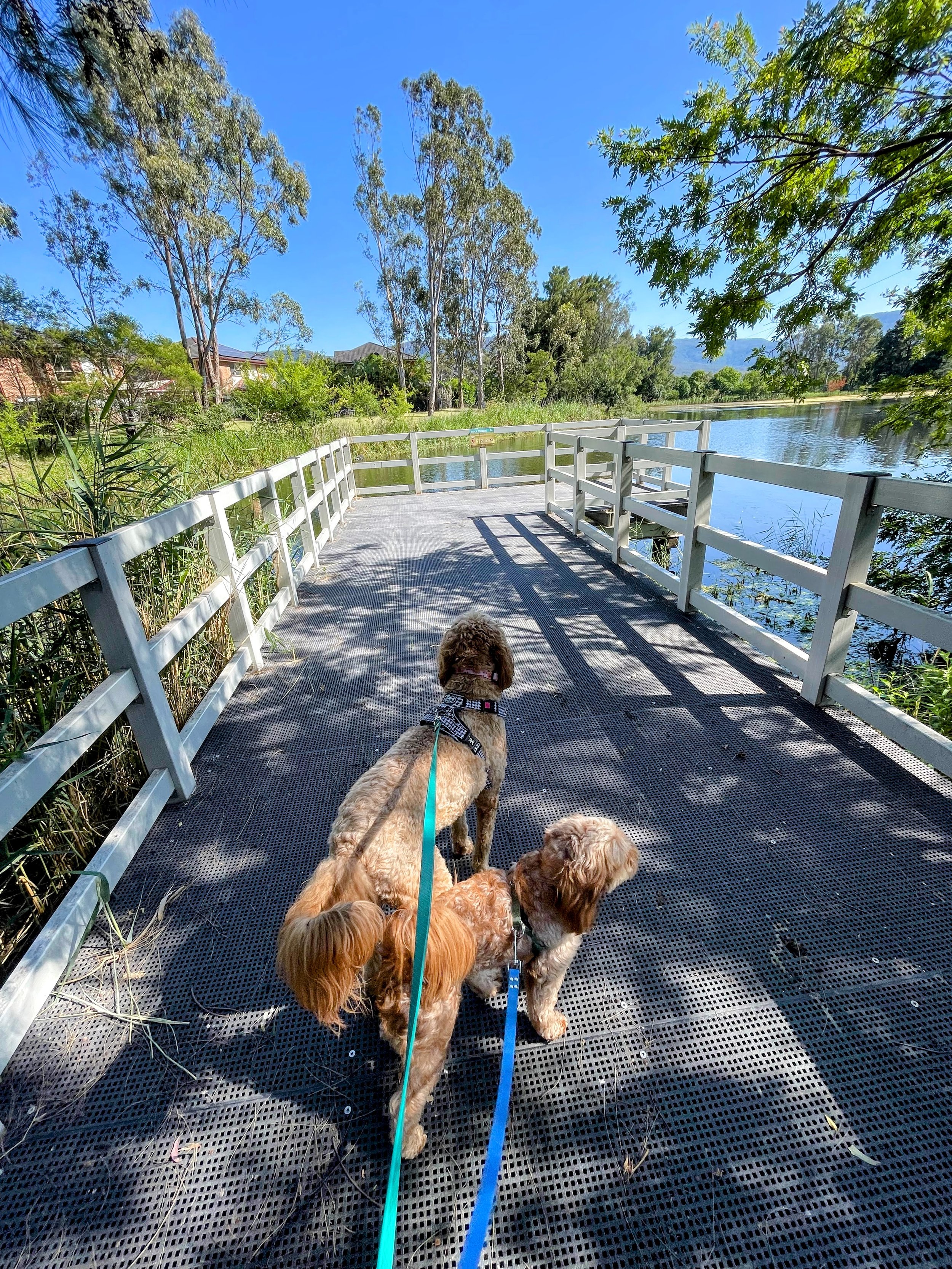 Three dogs on a leash standing on a wooden dock by a body of water, surrounded by trees and green foliage, on a sunny day.