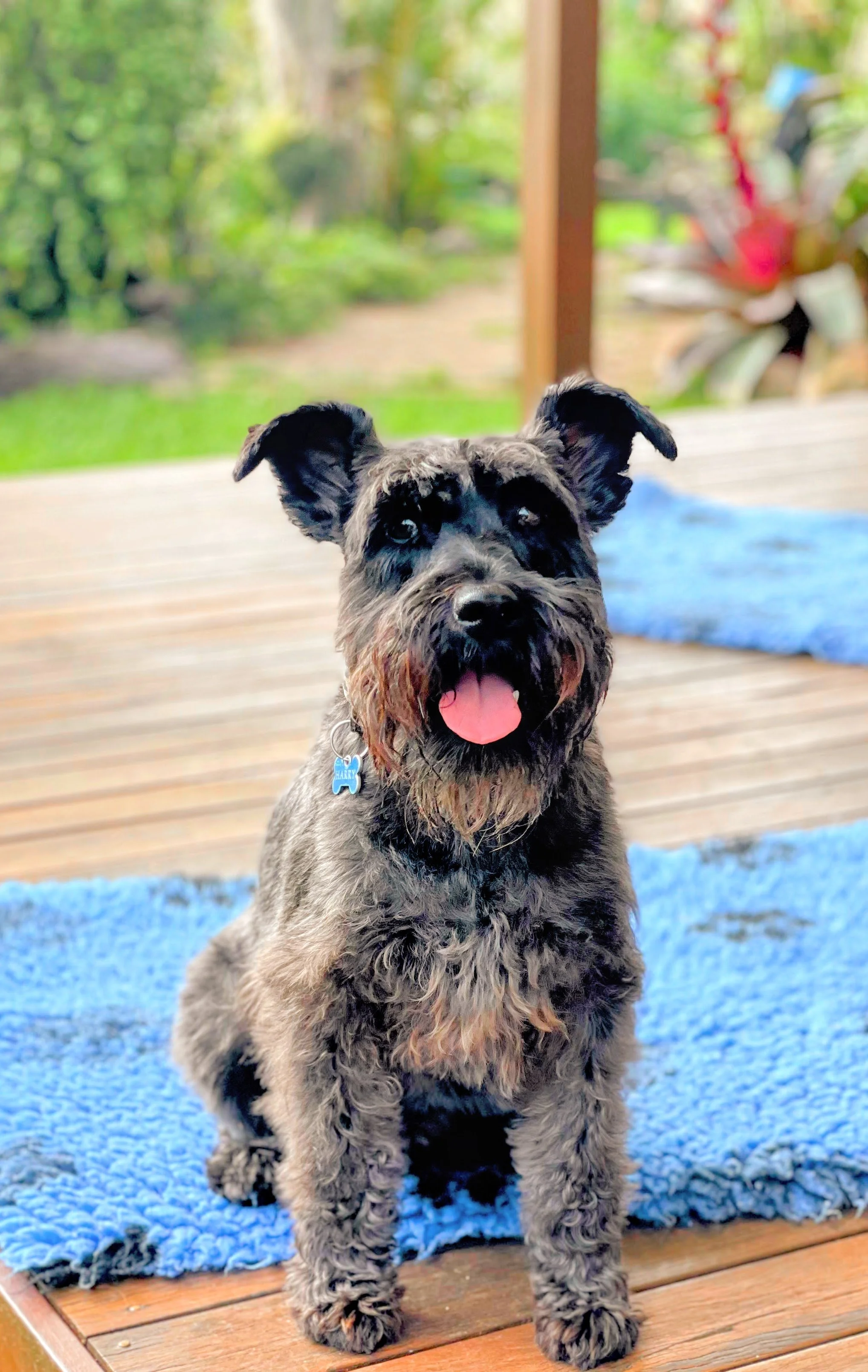 A cute, scruffy black and grey dog with its tongue out, sitting on a blue rug on a wooden deck in a backyard with green trees and plants in the background.