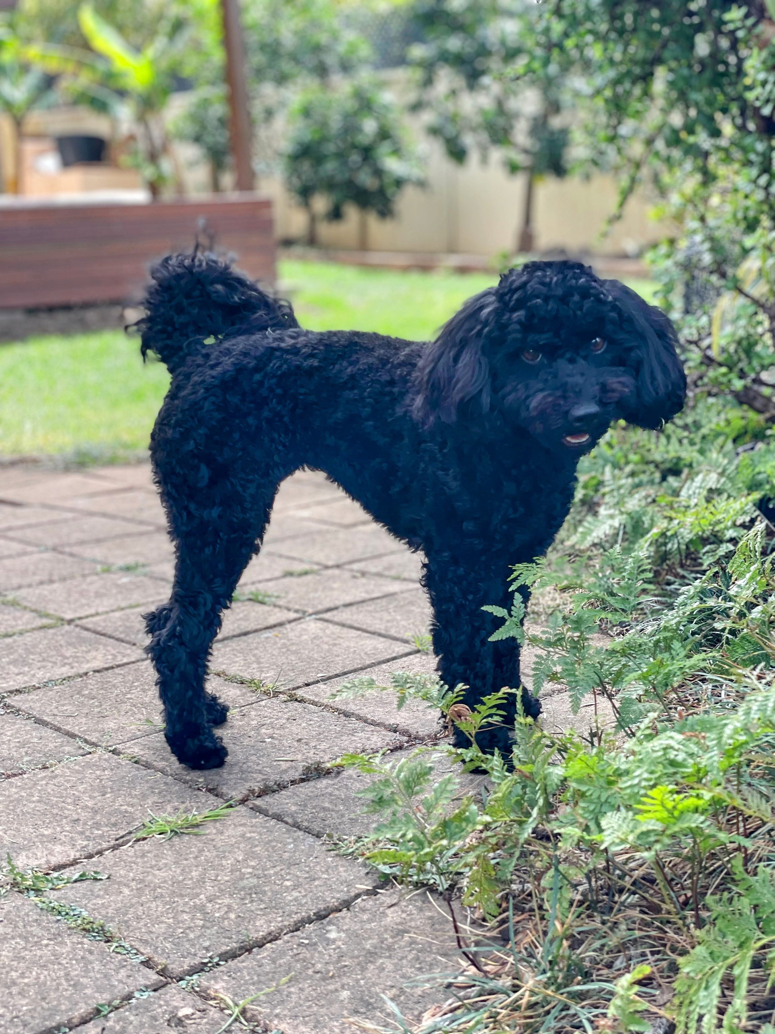 Black curly-haired dog standing on brick patio with green plants and trees in the background.