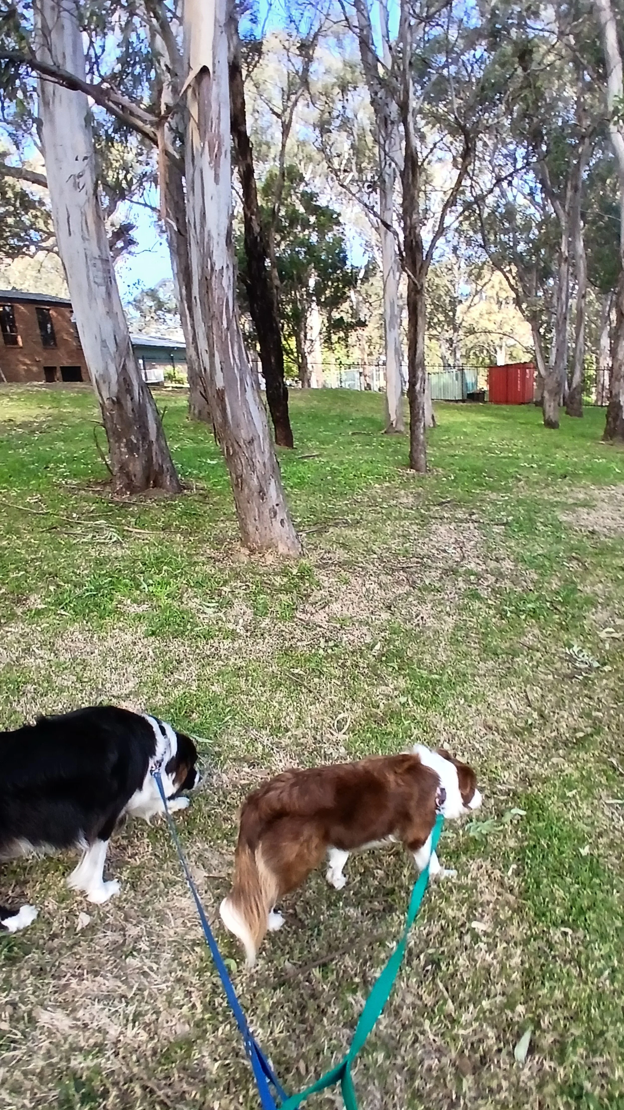 Two dogs on leashes walk through a grassy park area with tall trees and a fence in the background.