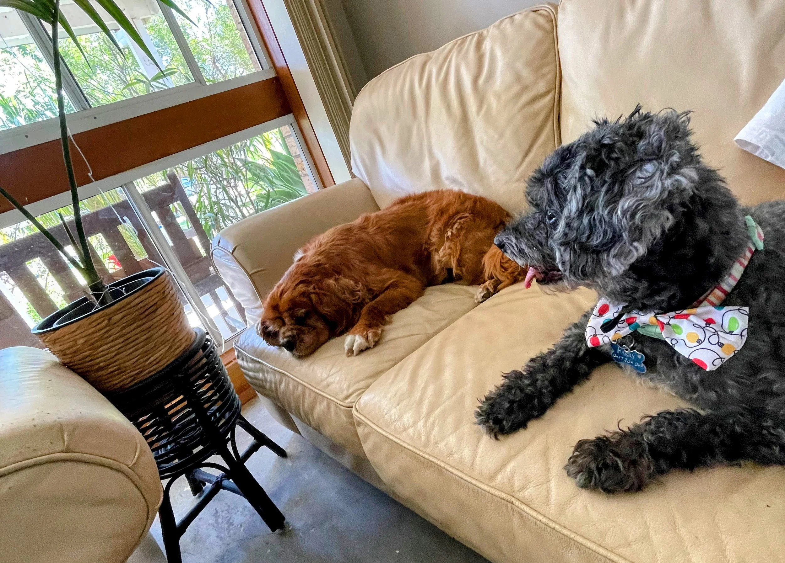 Two dogs lounging on a beige leather couch in a room with large windows. One dog, a fluffy black and gray poodle mix wearing a colorful polka dot bow tie, is awake and looking forward. The other dog, a reddish-brown long-haired dog, is sleeping with 