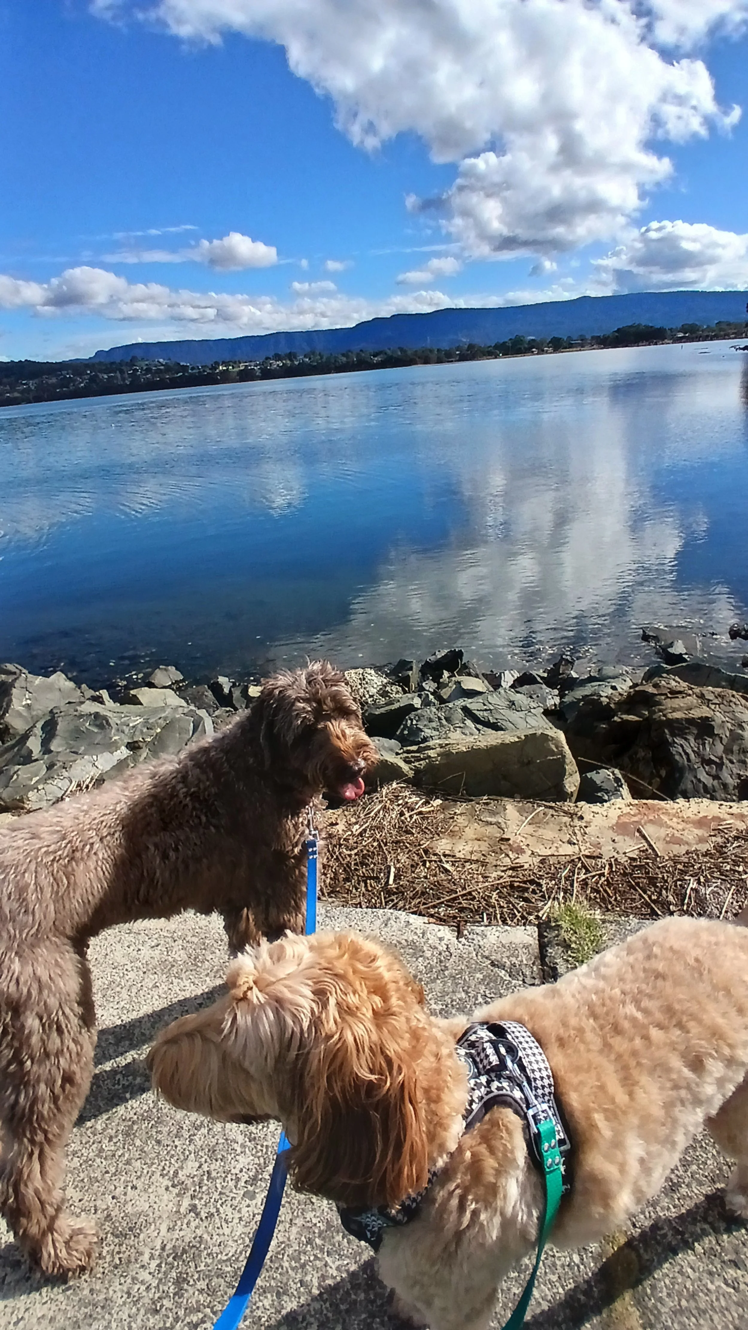 Two dogs on leashes standing on a rocky riverside, with a calm blue river, a mountain range, and partly cloudy sky in the background.