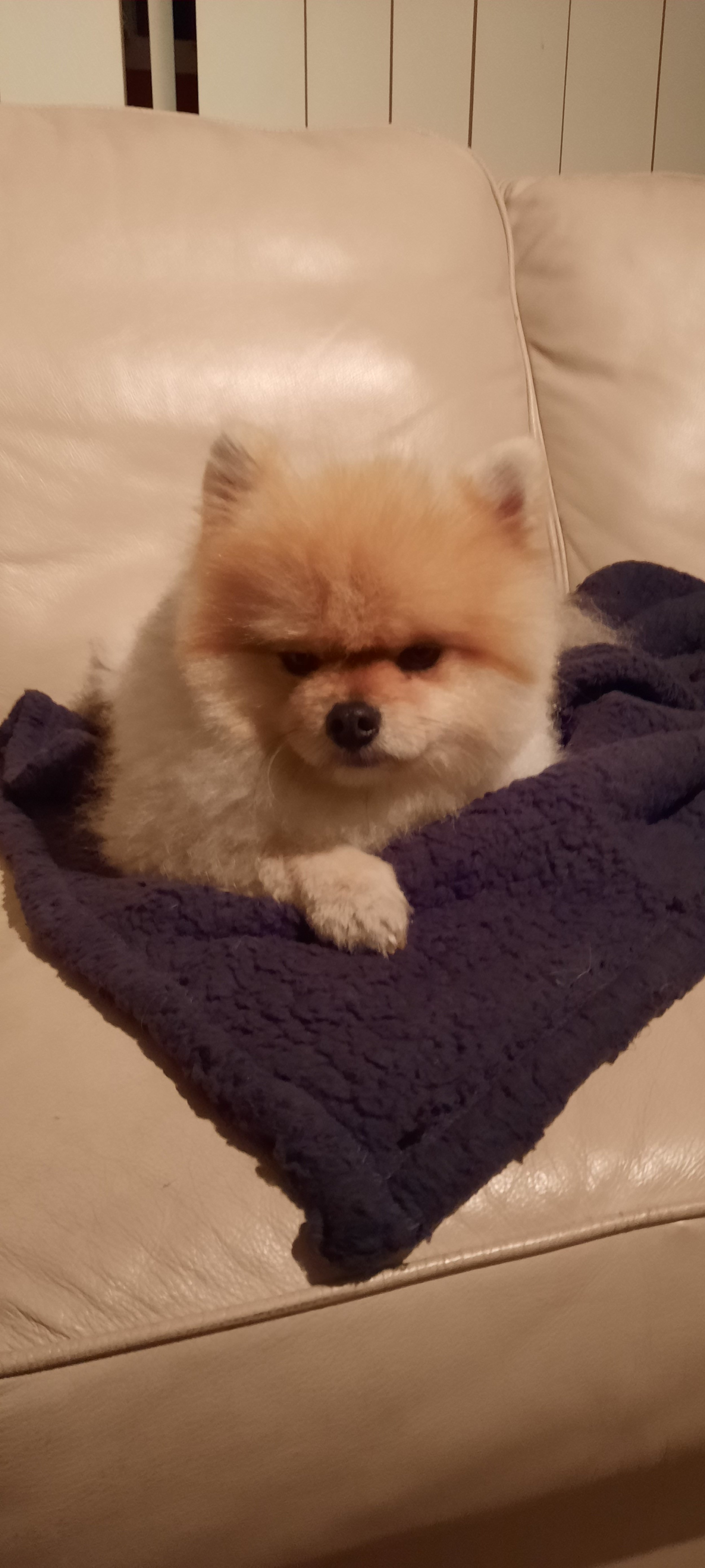 A small Pomeranian dog sitting on a dark purple blanket on a light-colored leather sofa.