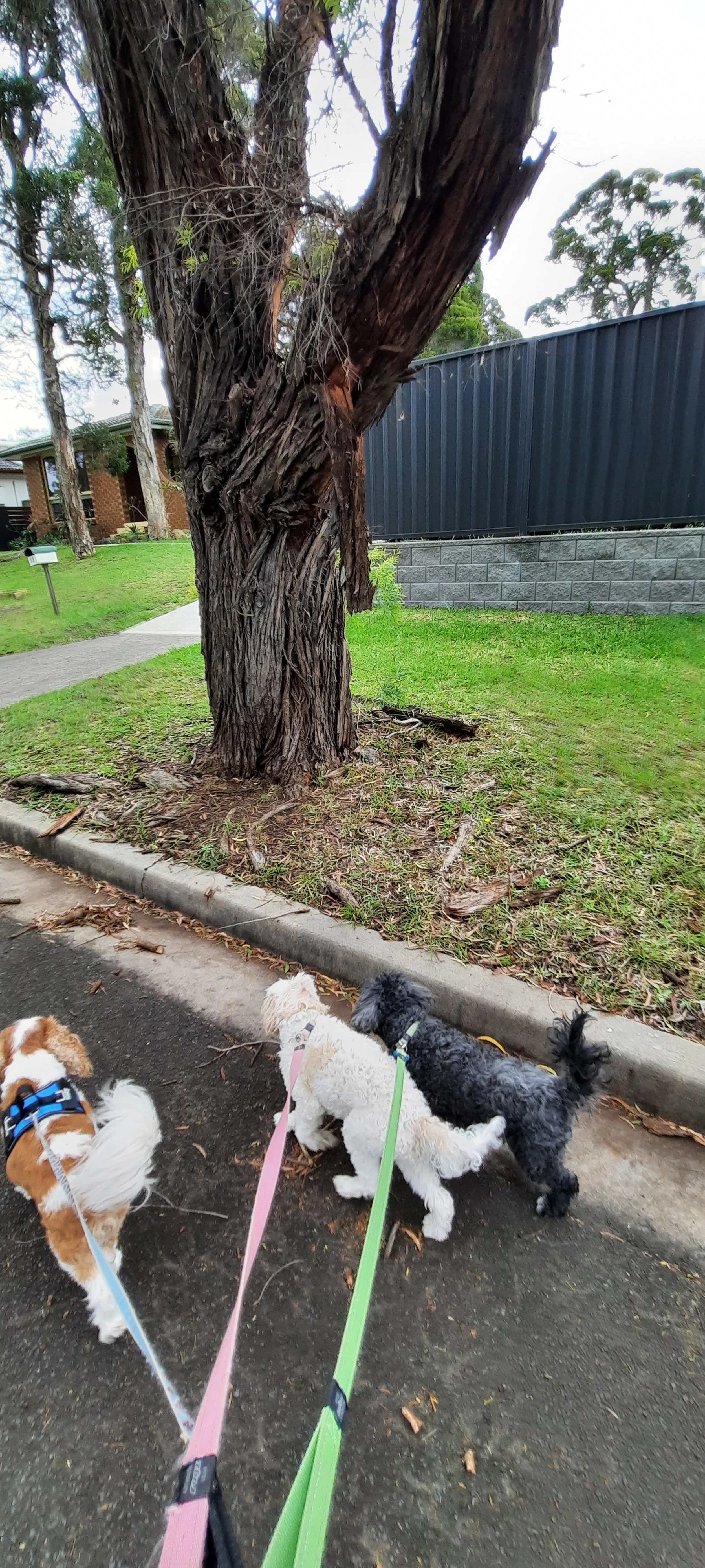Three dogs on leashes sniffing a tree in a park with grass, sidewalk, and a house in the background.