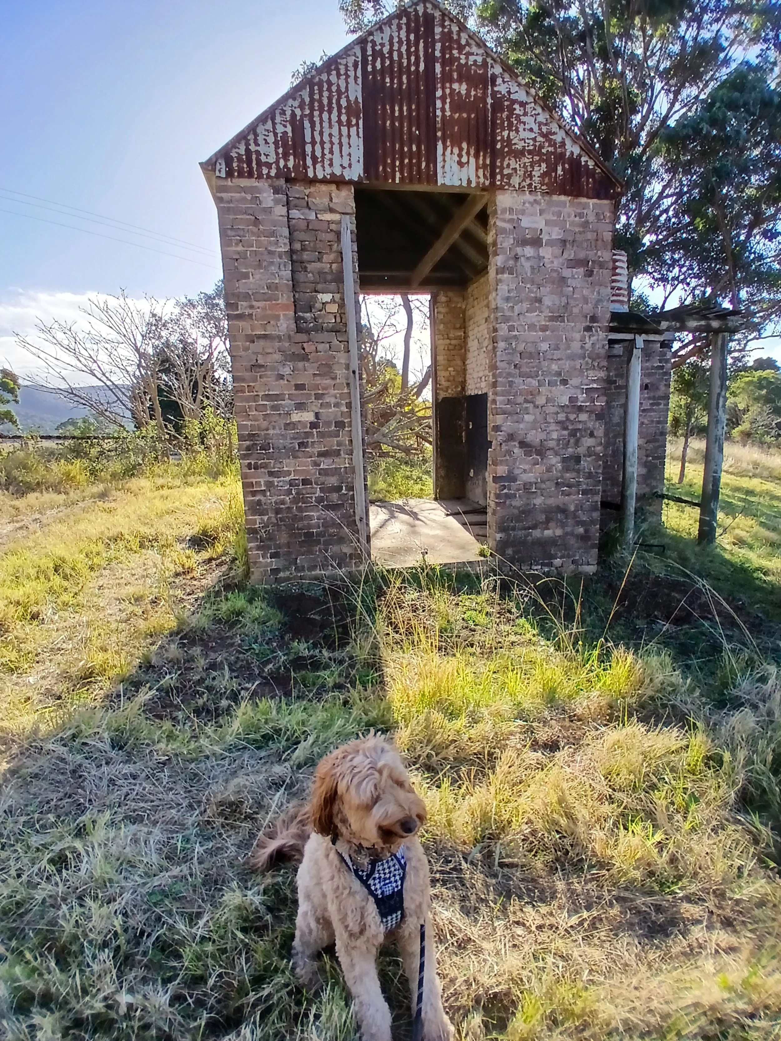 A fluffy, light brown dog wearing a checkered harness sitting on a grassy area in front of an old, weathered brick shed with a rusted metal roof and an open doorway. The setting appears to be a rural outdoors with trees and open land.