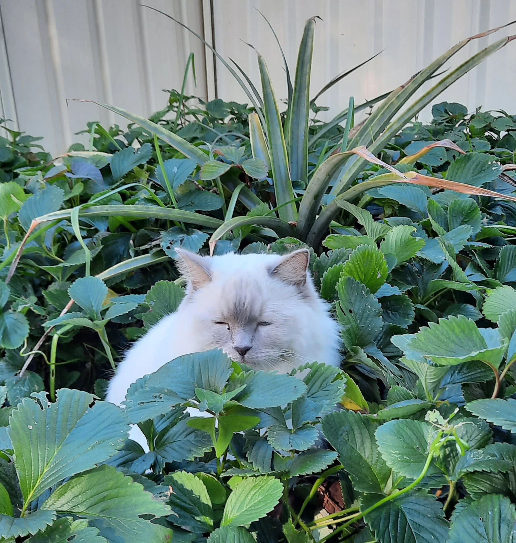 A fluffy white cat with blue eyes and gray markings on its face, sitting among green plants and leaves with a pineapple plant in the background.